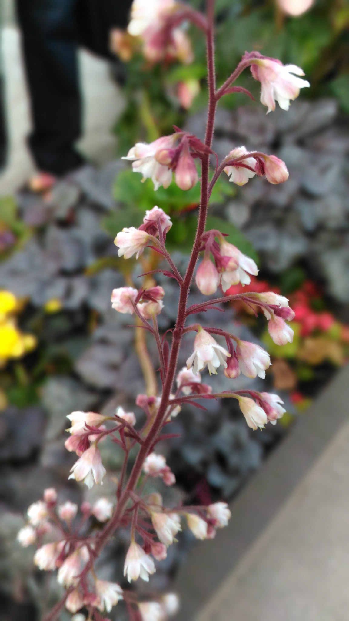 ASUS ZenFone Max (ZC550KL) sample photo