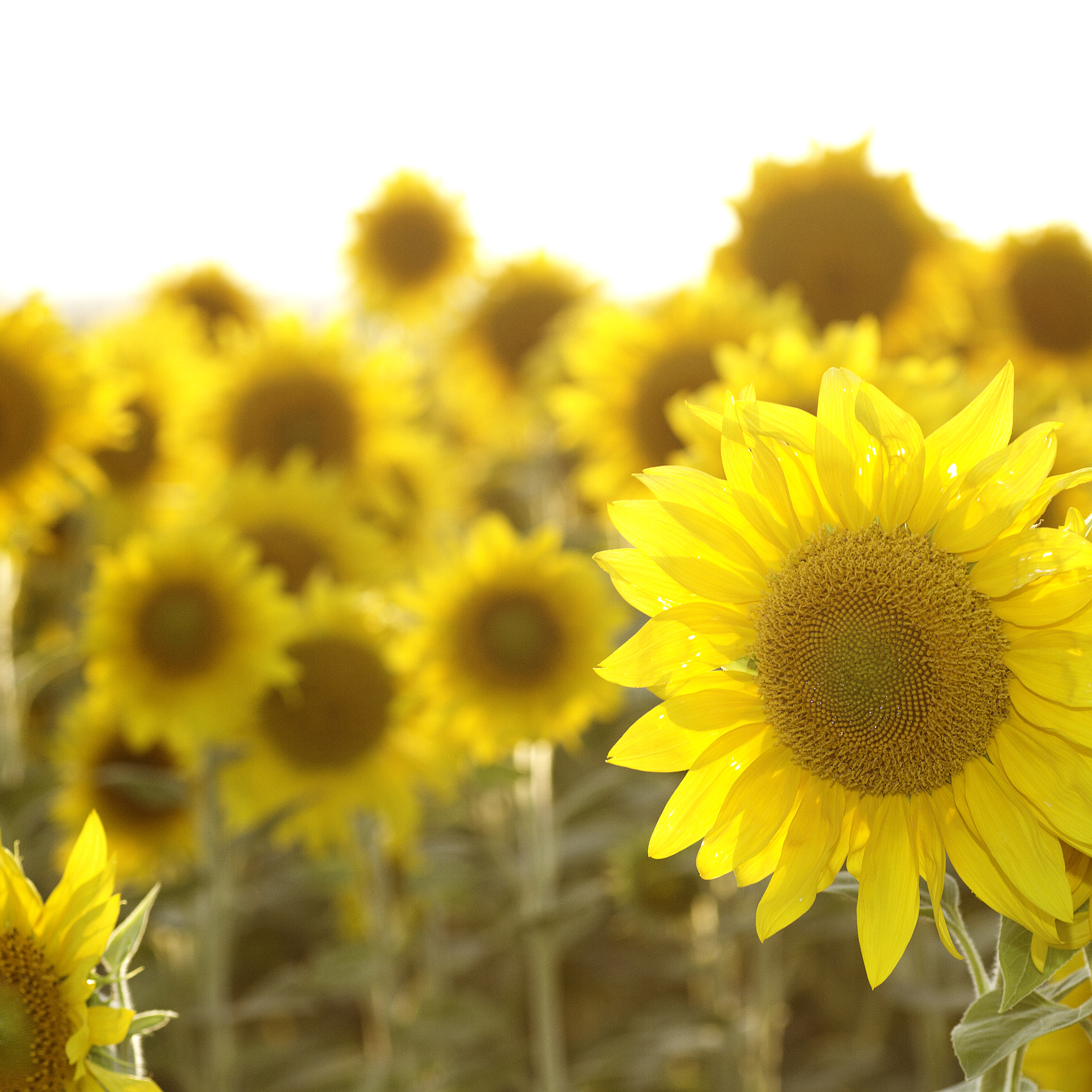 Canon EOS 7D + Tamron SP AF 90mm F2.8 Di Macro sample photo. Sunflowers photography