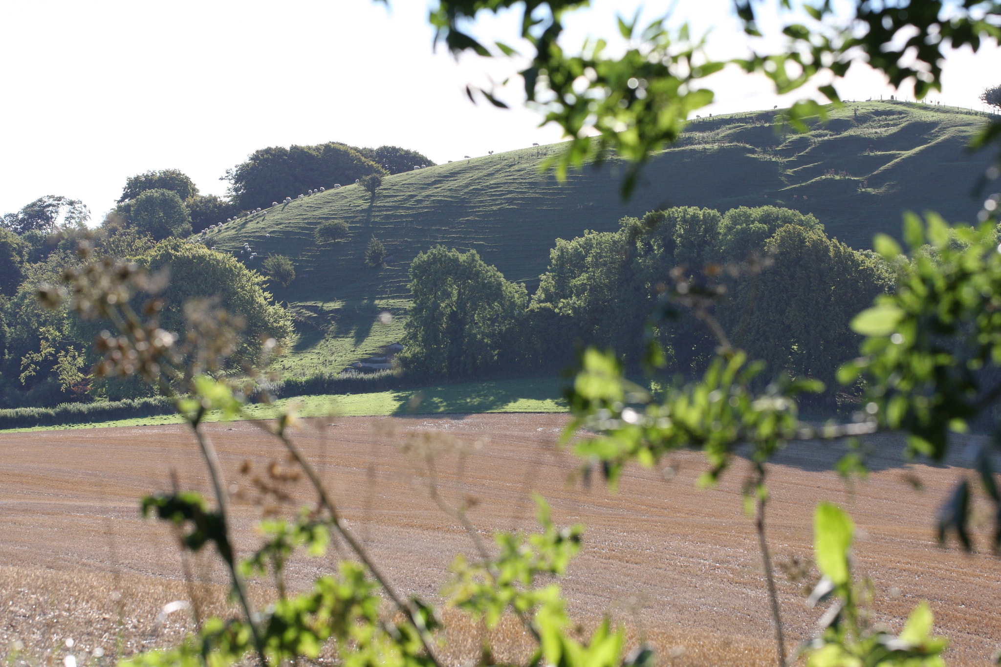 Canon EOS 40D + Canon EF 100mm F2.8L Macro IS USM sample photo. Sheep grazing on long knoll photography