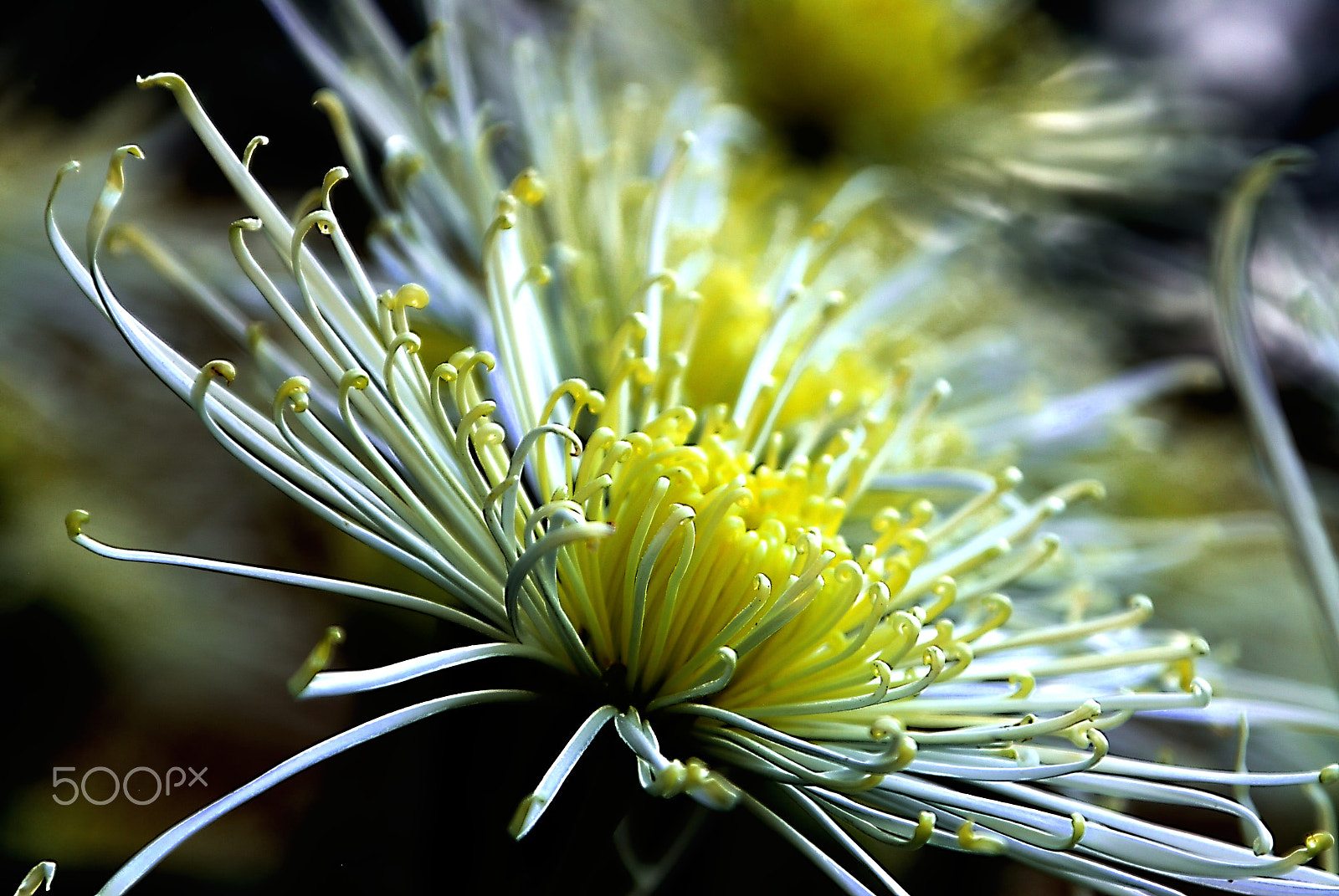 Nikon D200 sample photo. Light yellow chrysanthemum photography