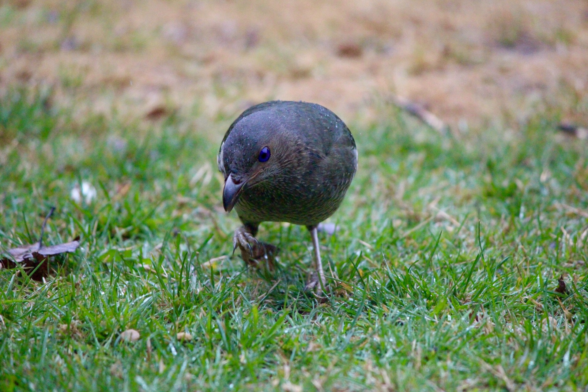 Canon EF-S 55-250mm F4-5.6 IS II sample photo. Satin bowerbird photography