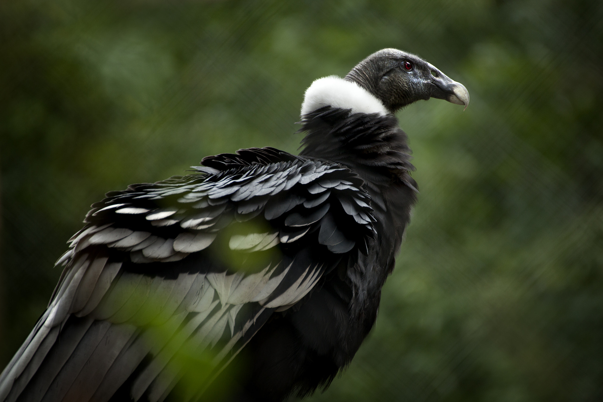 Tamron SP 35mm F1.8 Di VC USD sample photo. Lady condor photography