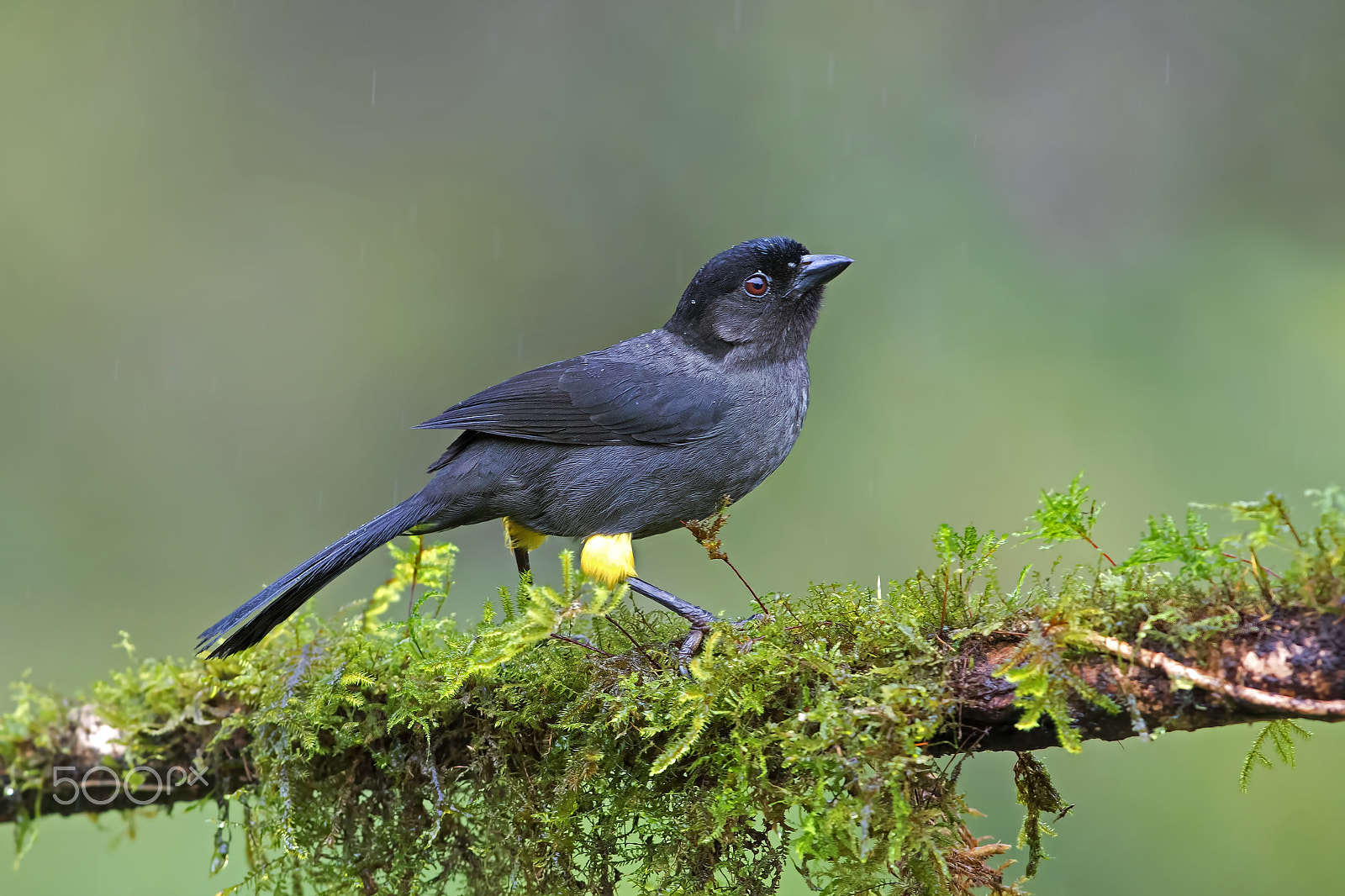 Canon EOS 7D Mark II + Canon EF 300mm F2.8L IS II USM sample photo. Yellow-thighed finch - costa rica photography