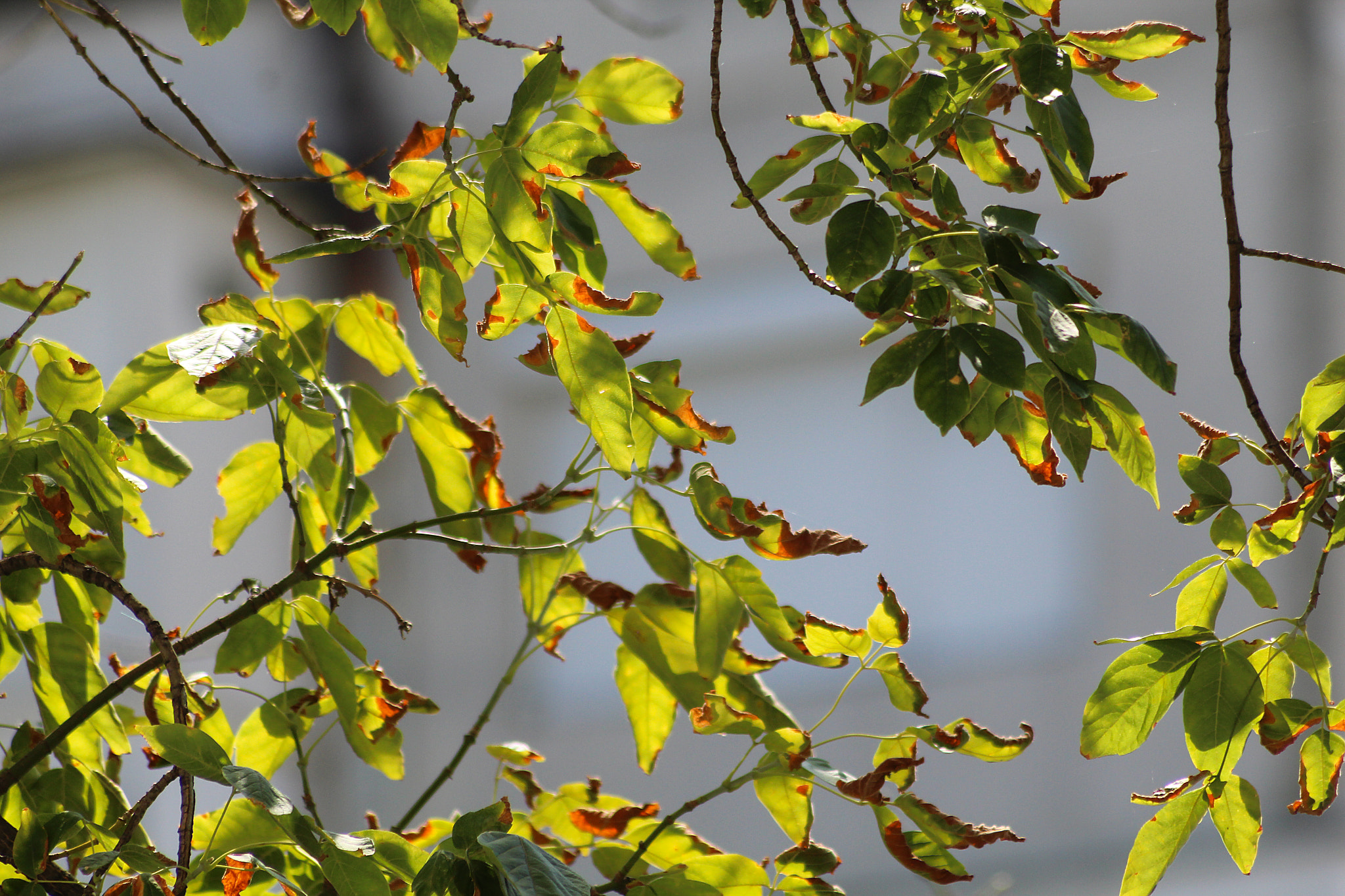 Sigma 70-300mm F4-5.6 APO DG Macro sample photo. Autumn comes photography