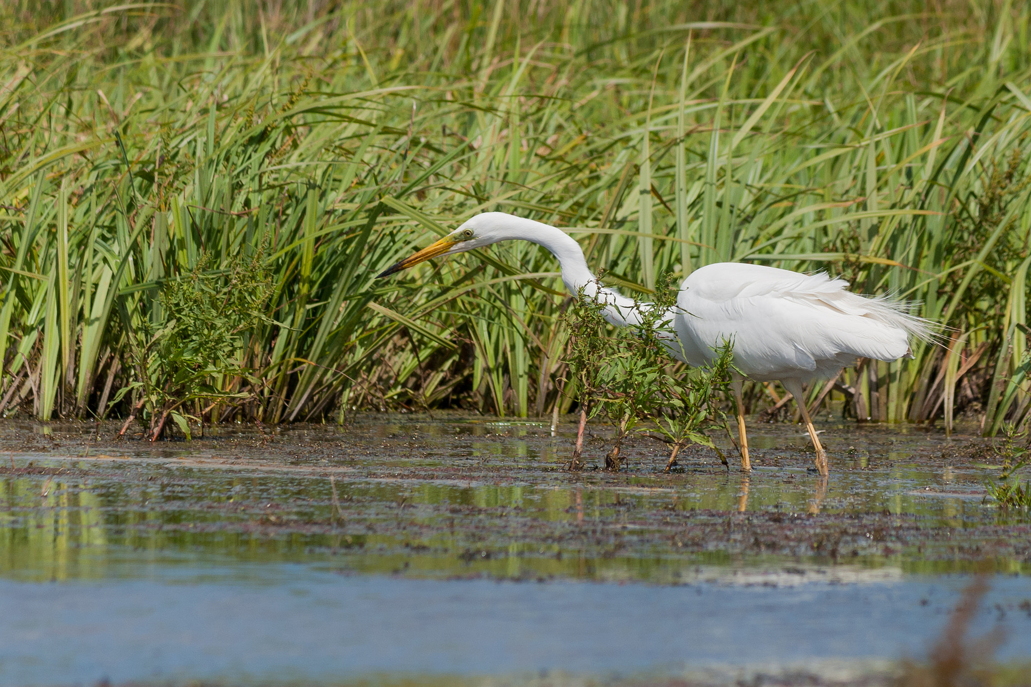 Canon EOS 400D (EOS Digital Rebel XTi / EOS Kiss Digital X) sample photo. Grande aigrette photography