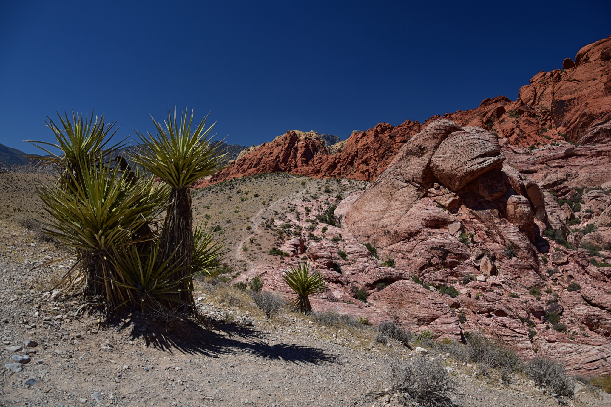 Nikon D5500 sample photo. Red rock canyon photography