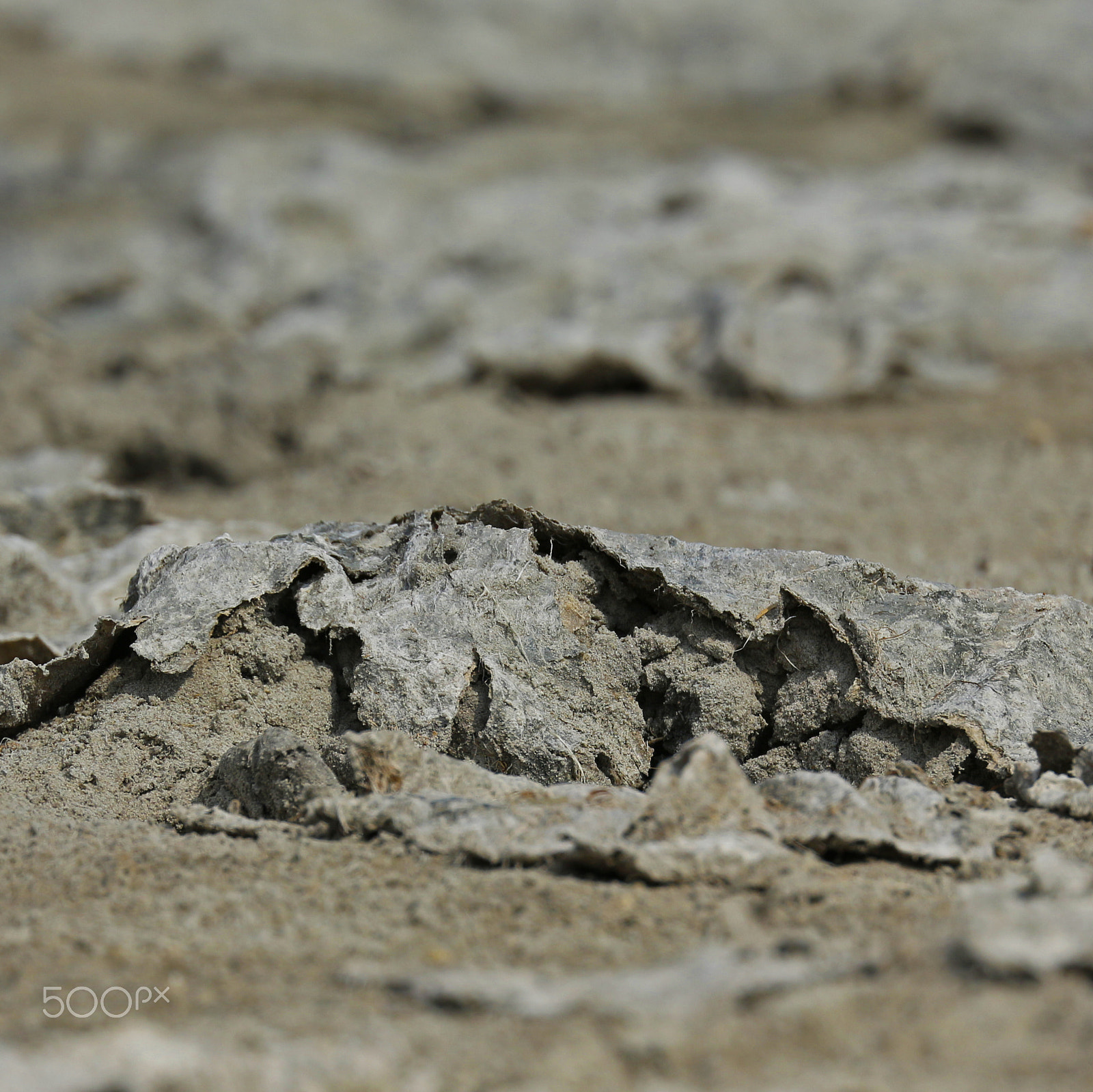 Canon EF 70-300mm F4-5.6L IS USM sample photo. Dried brine ground (neusiedlersee, lake neusiedl) photography