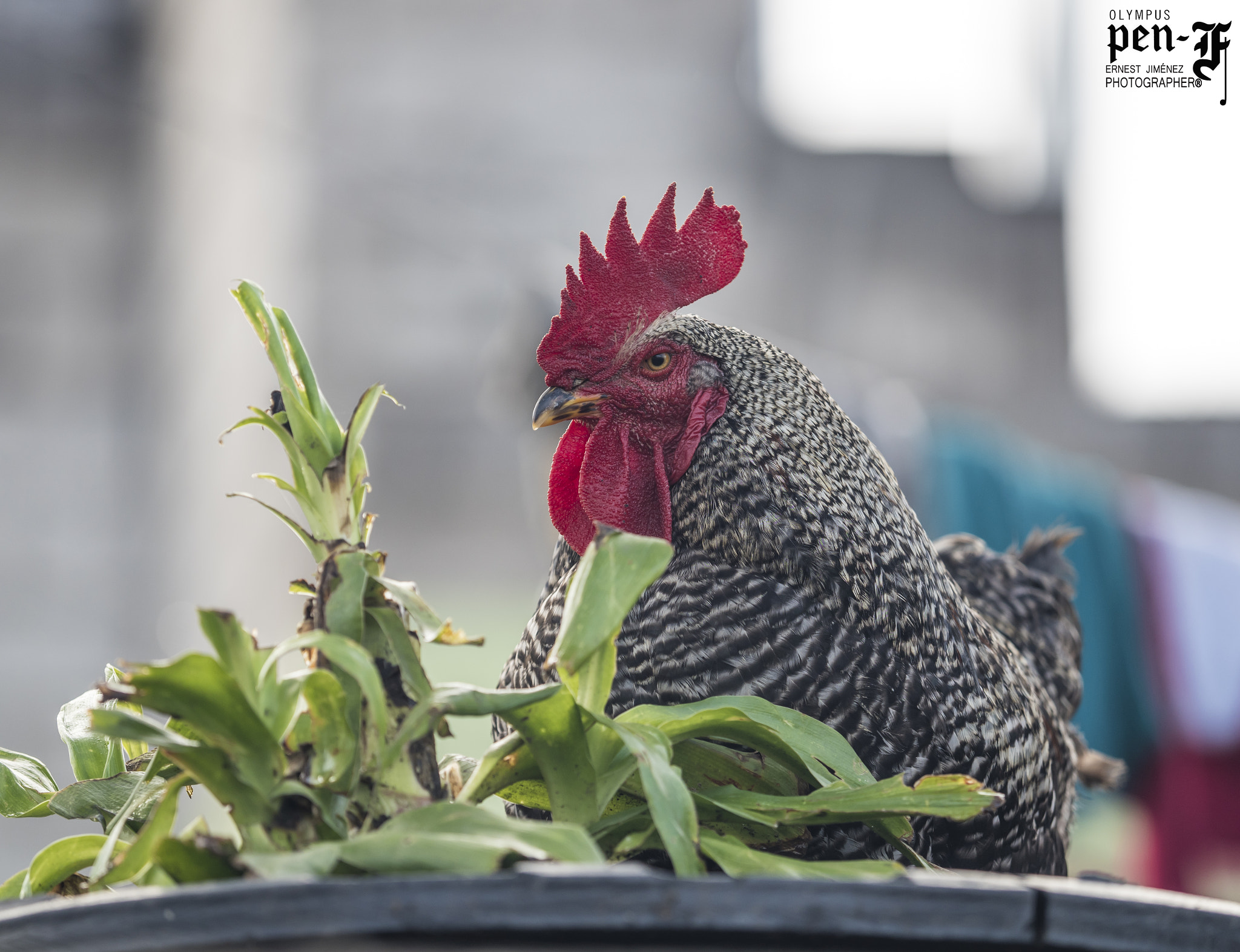 Olympus PEN-F + Olympus M.Zuiko Digital ED 40-150mm F2.8 Pro sample photo. A wild rooster ^^ photography