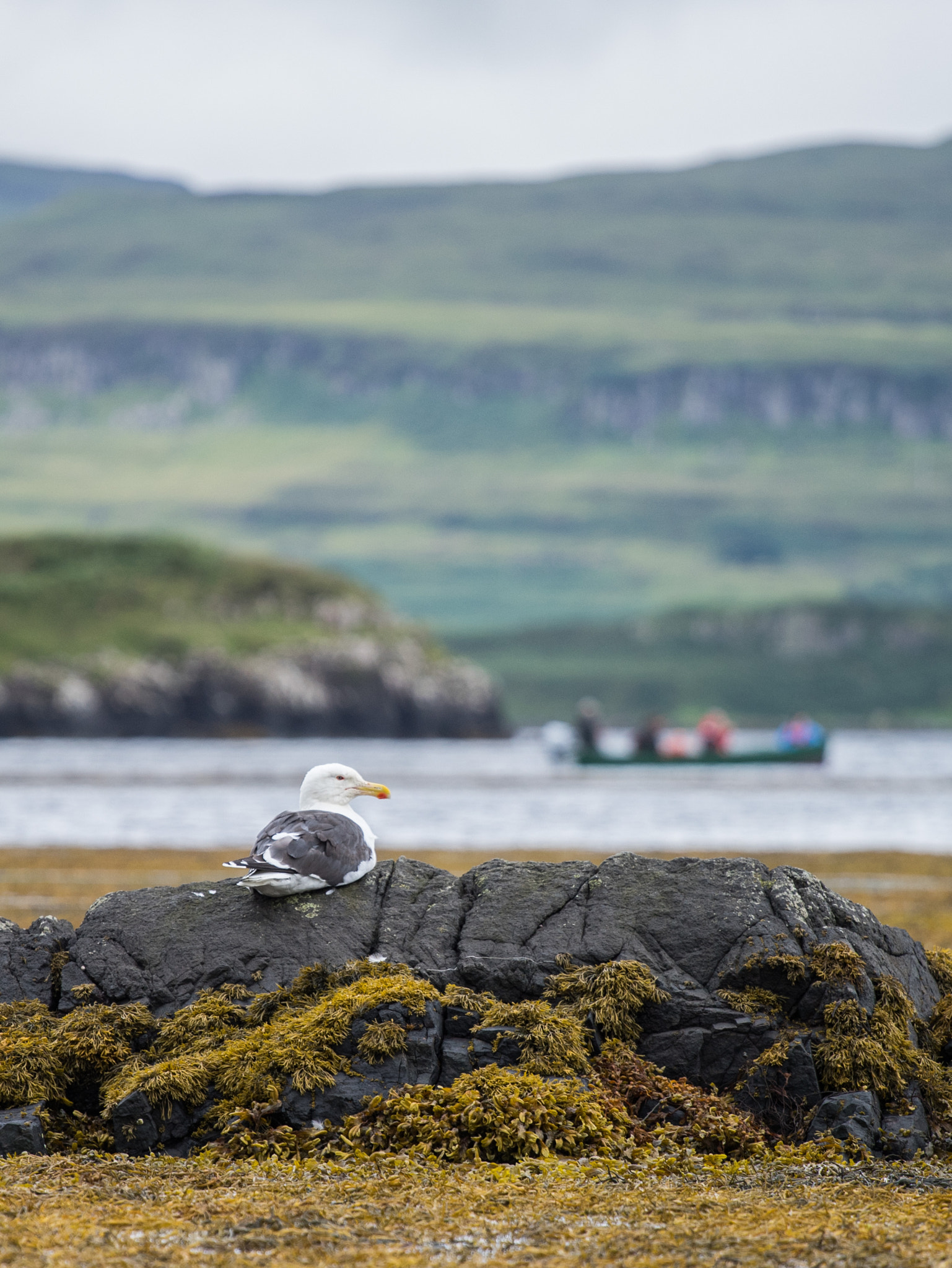 Sony a7 II + Tamron 18-270mm F3.5-6.3 Di II PZD sample photo. Relaxing seagull photography