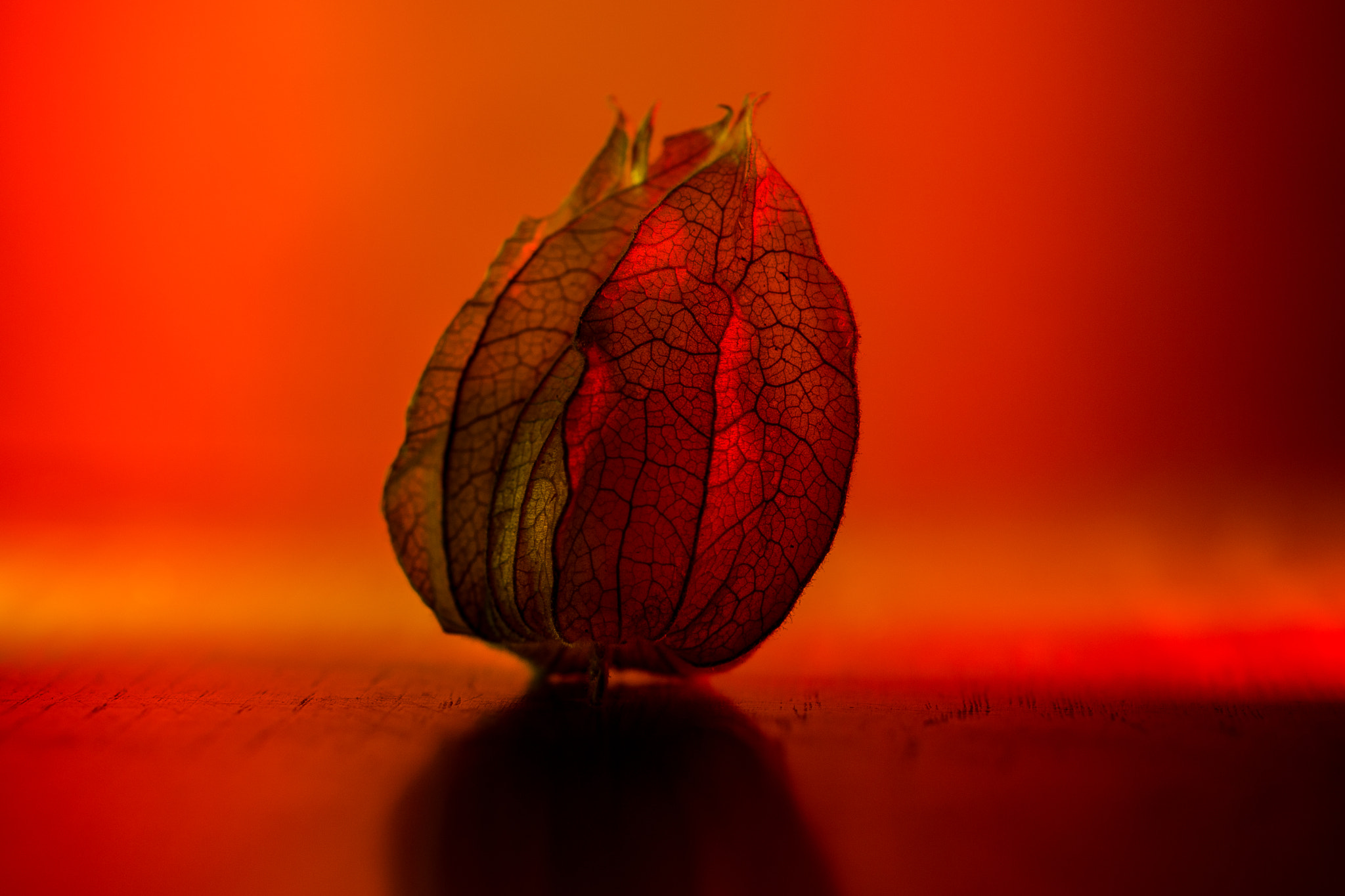 Sony SLT-A77 + Sony 100mm F2.8 Macro sample photo. Physalis. photography