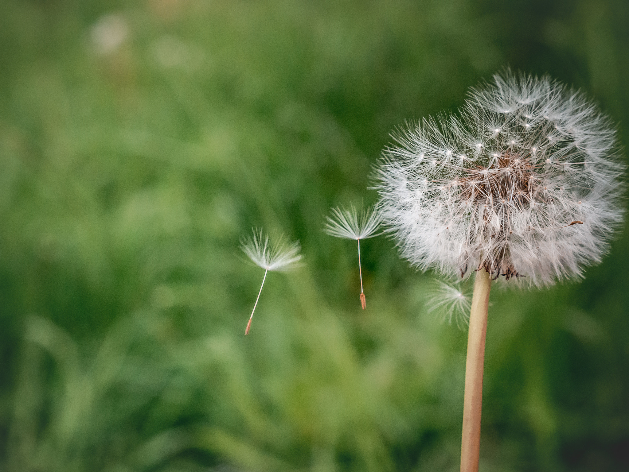 Panasonic DMC-G70 sample photo. Dandelion photography