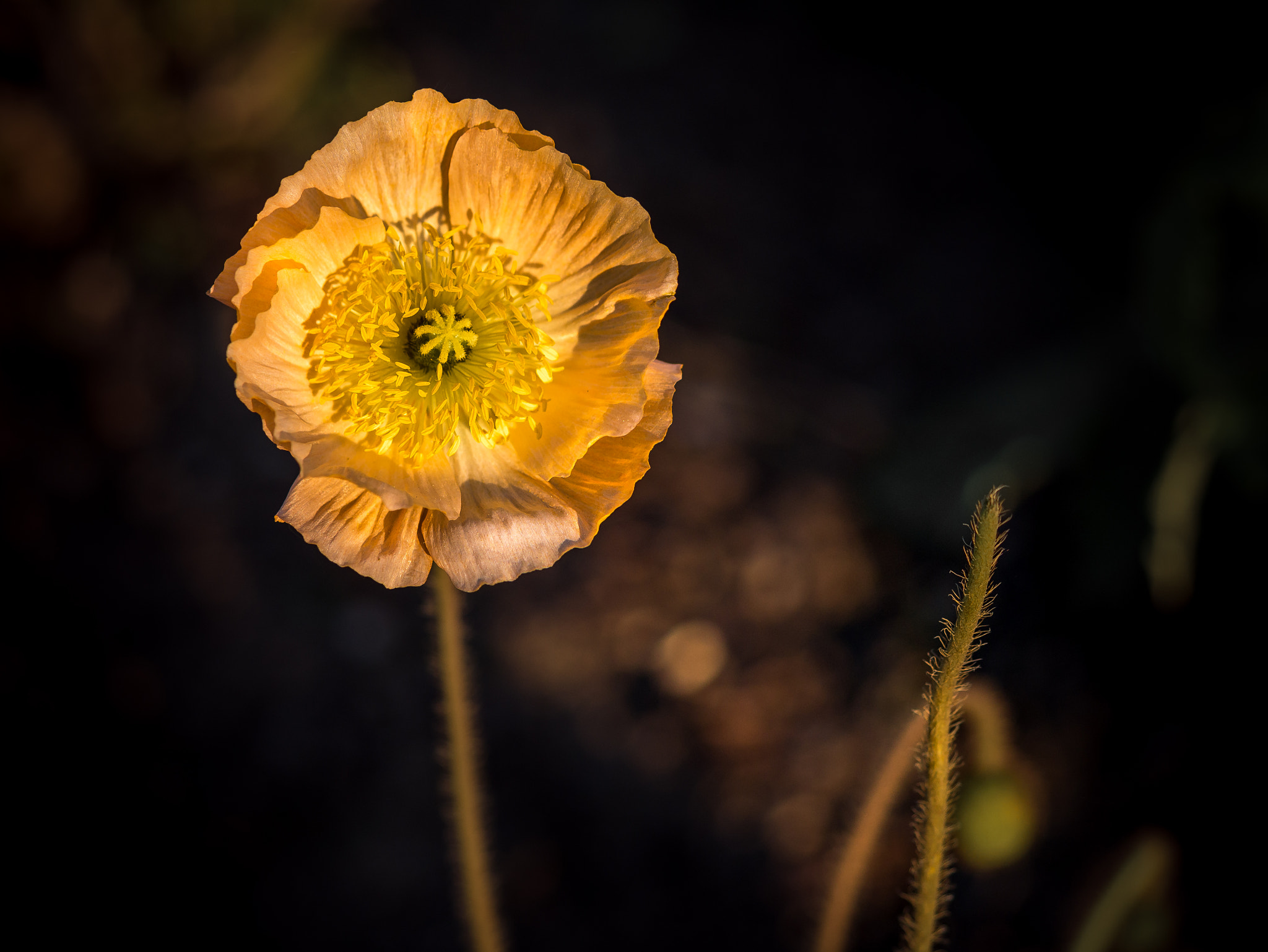 Panasonic DMC-G70 sample photo. Facing the sun photography