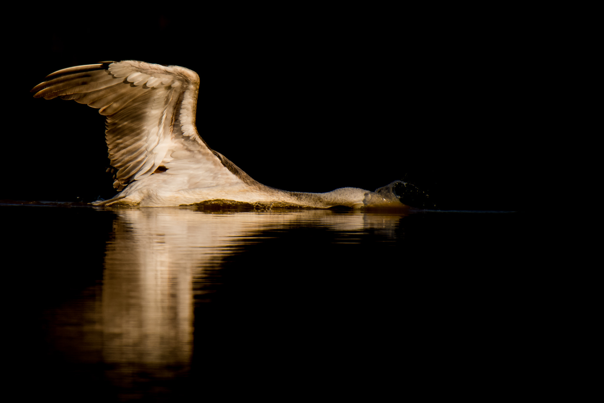 Nikon AF-S Nikkor 500mm F4D ED-IF II sample photo. Pink-backed pelican photography