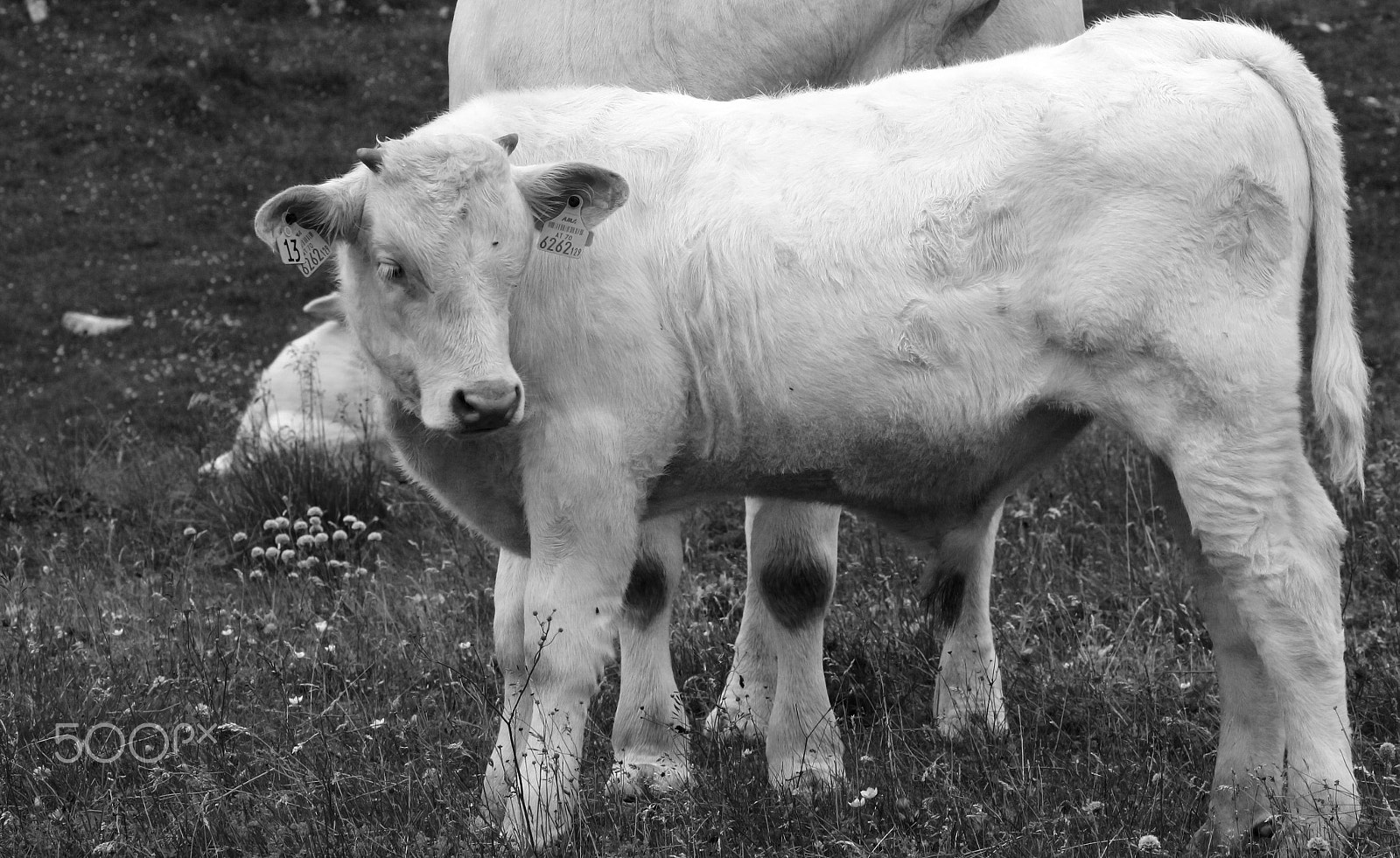 Canon EF 70-300mm F4-5.6L IS USM sample photo. Baby moo photography