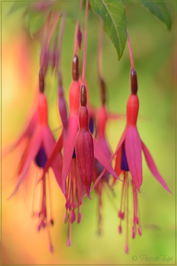 Nikon D5200 + Sigma 150mm F2.8 EX DG Macro HSM sample photo. Svelte red bells photography