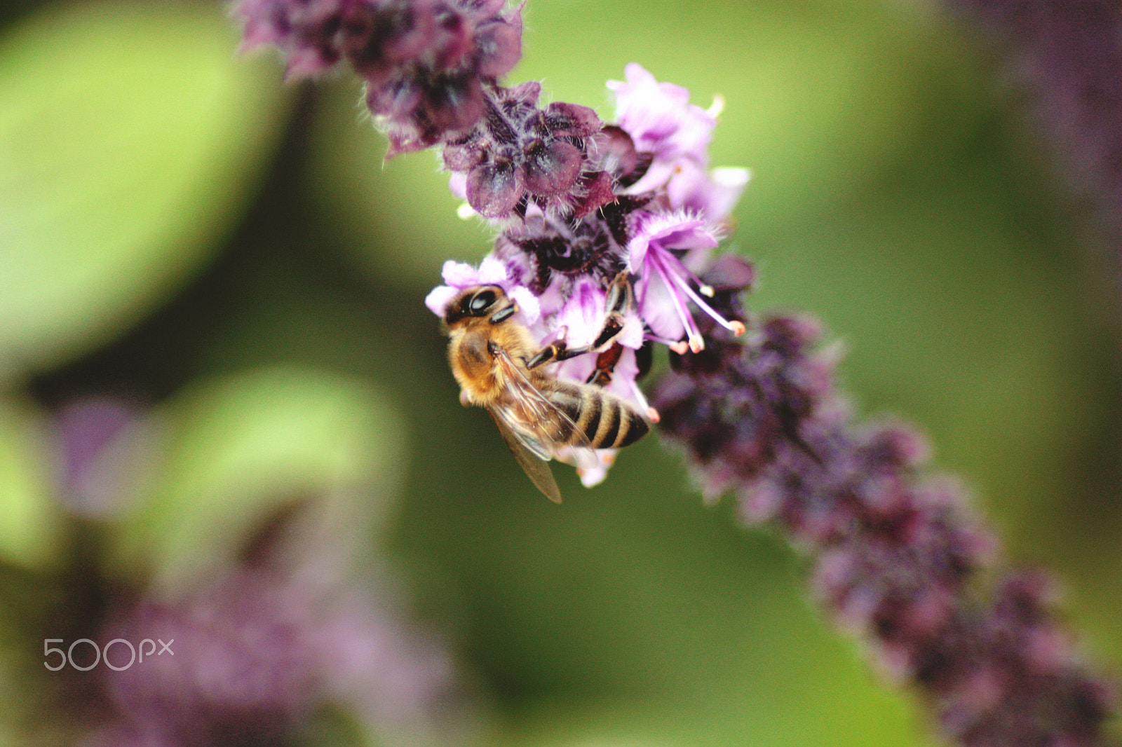 Canon EOS 450D (EOS Rebel XSi / EOS Kiss X2) sample photo. Bee 'n' flowers photography
