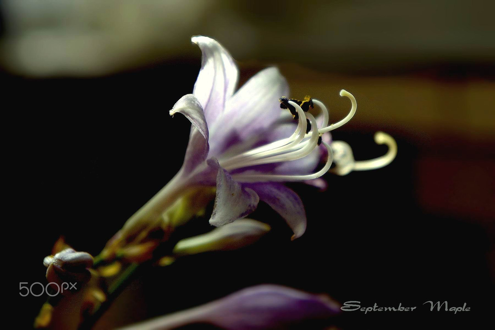 Sony NEX-5C sample photo. 紫色的玉簪花 photography