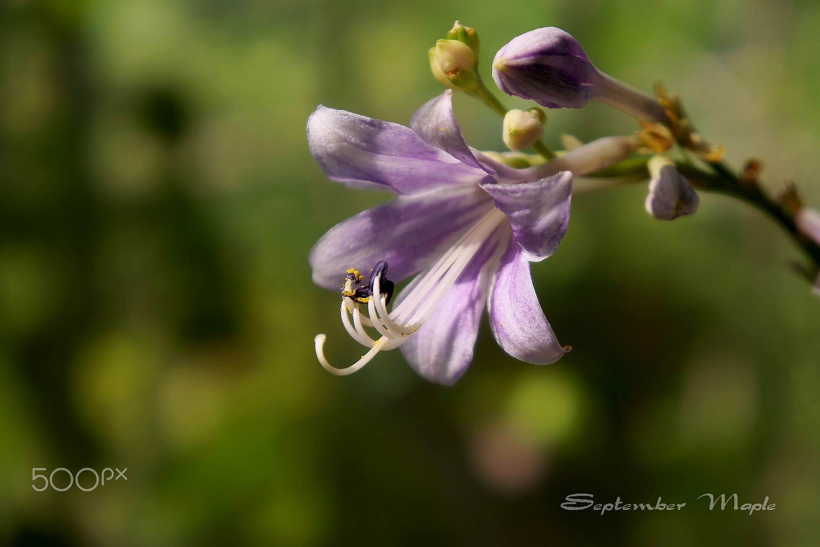 Sony NEX-5C sample photo. 紫色的玉簪花 2 photography