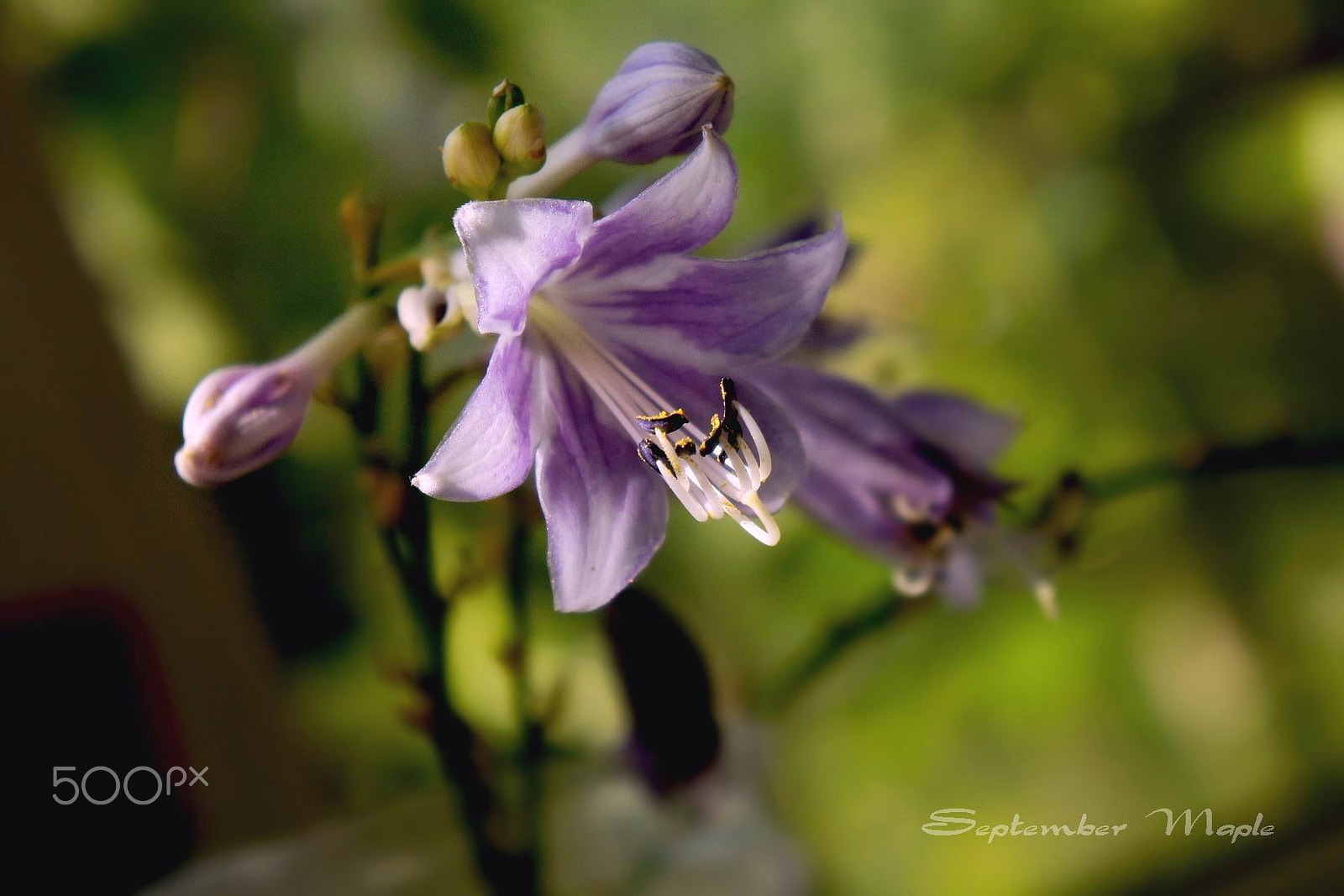 Sony NEX-5C sample photo. 紫色的玉簪花 3 photography