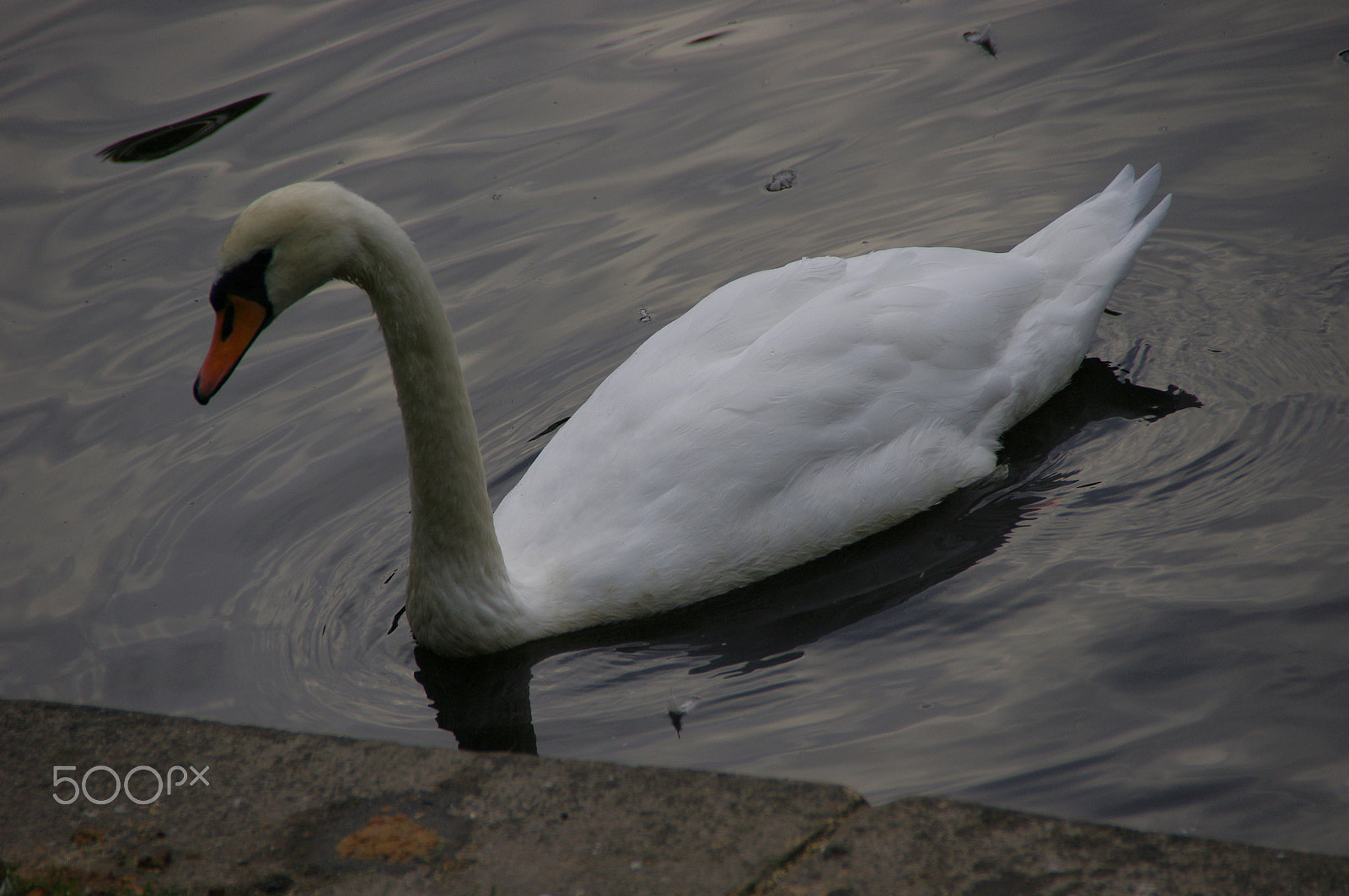 Pentax K-x sample photo. Swan photography