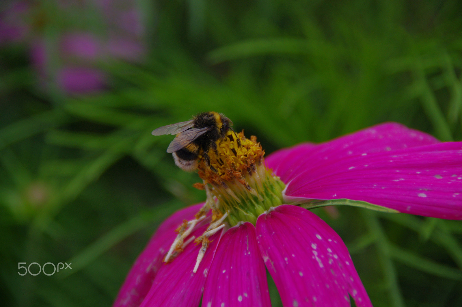 Pentax K-x sample photo. Flower and bee - 1 photography