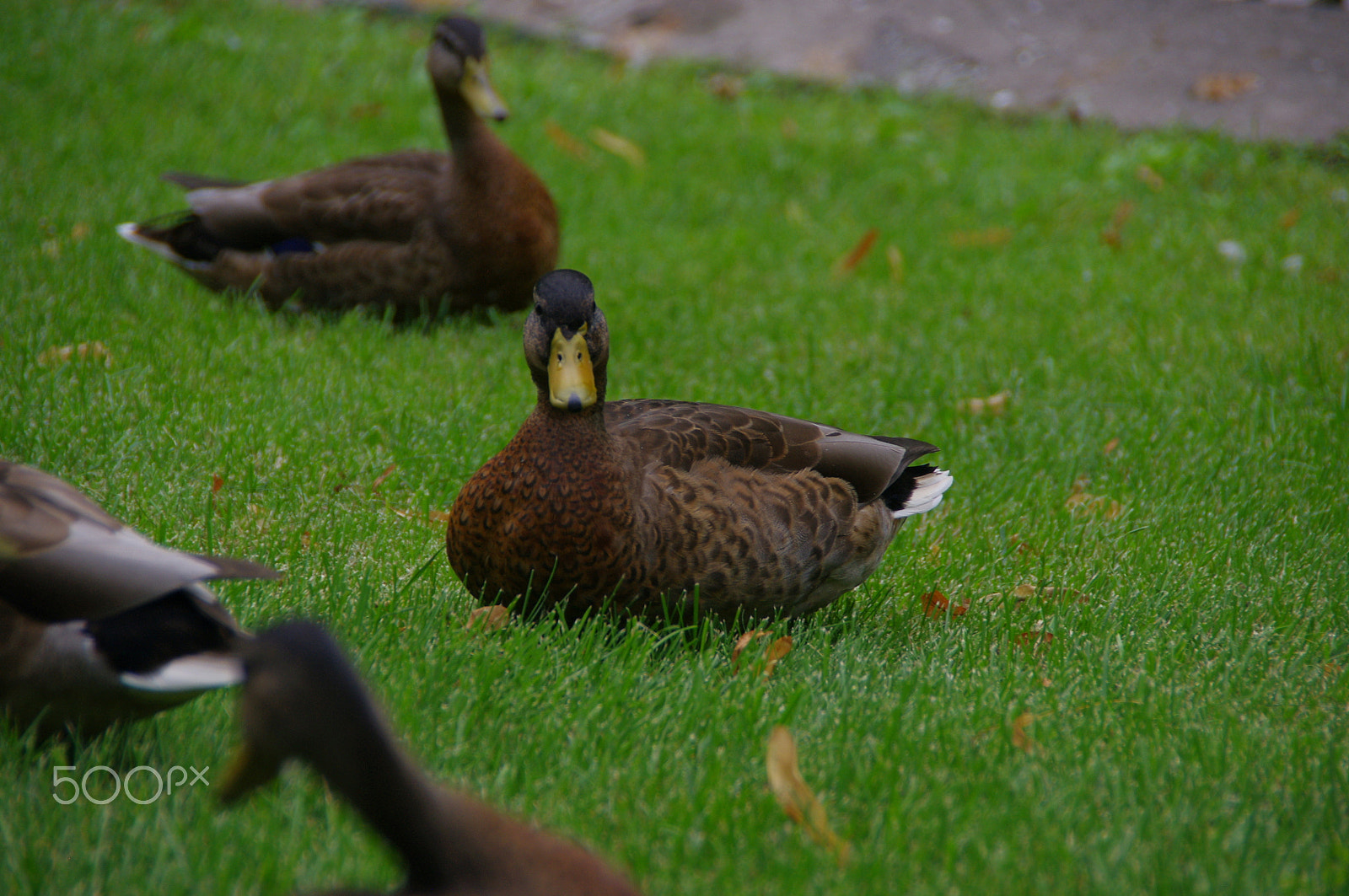 Pentax K-x sample photo. Duck 1 photography