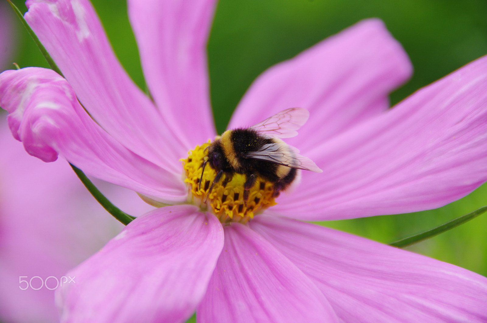 Pentax K-x sample photo. Flower and bee - 2 photography
