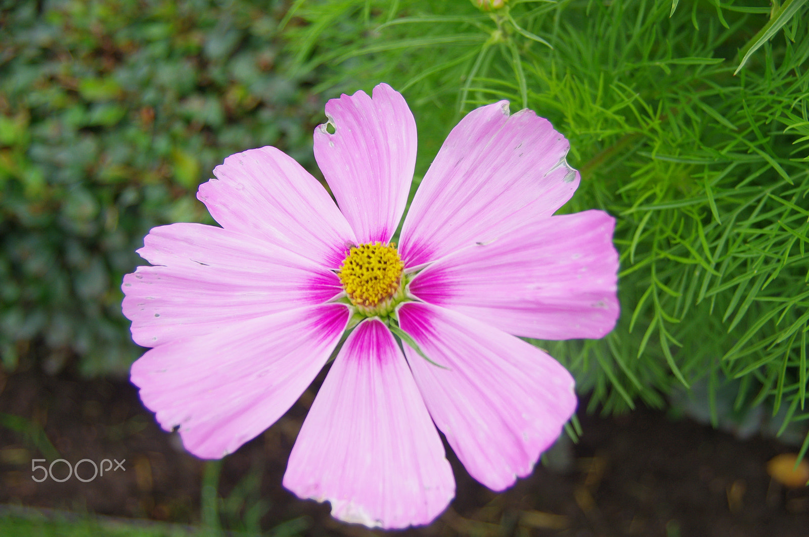 Pentax K-x sample photo. Flowers photography