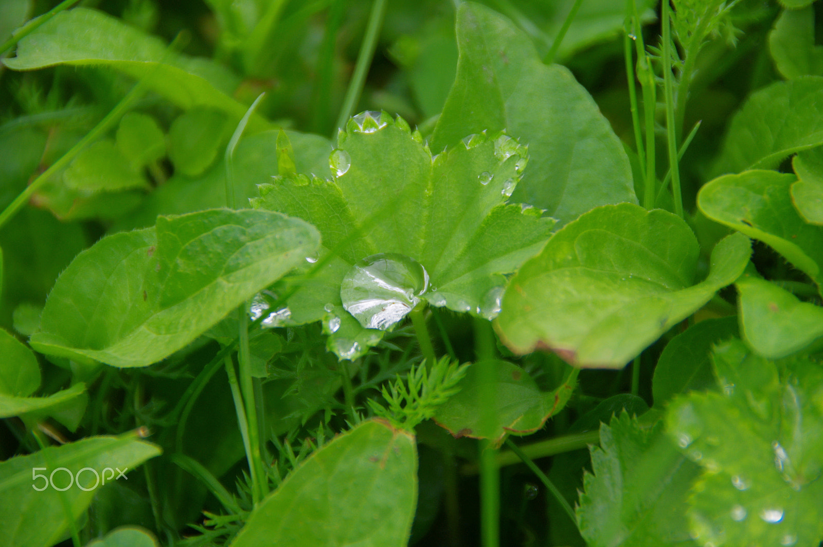 Pentax K-x sample photo. Morning summer dew photography