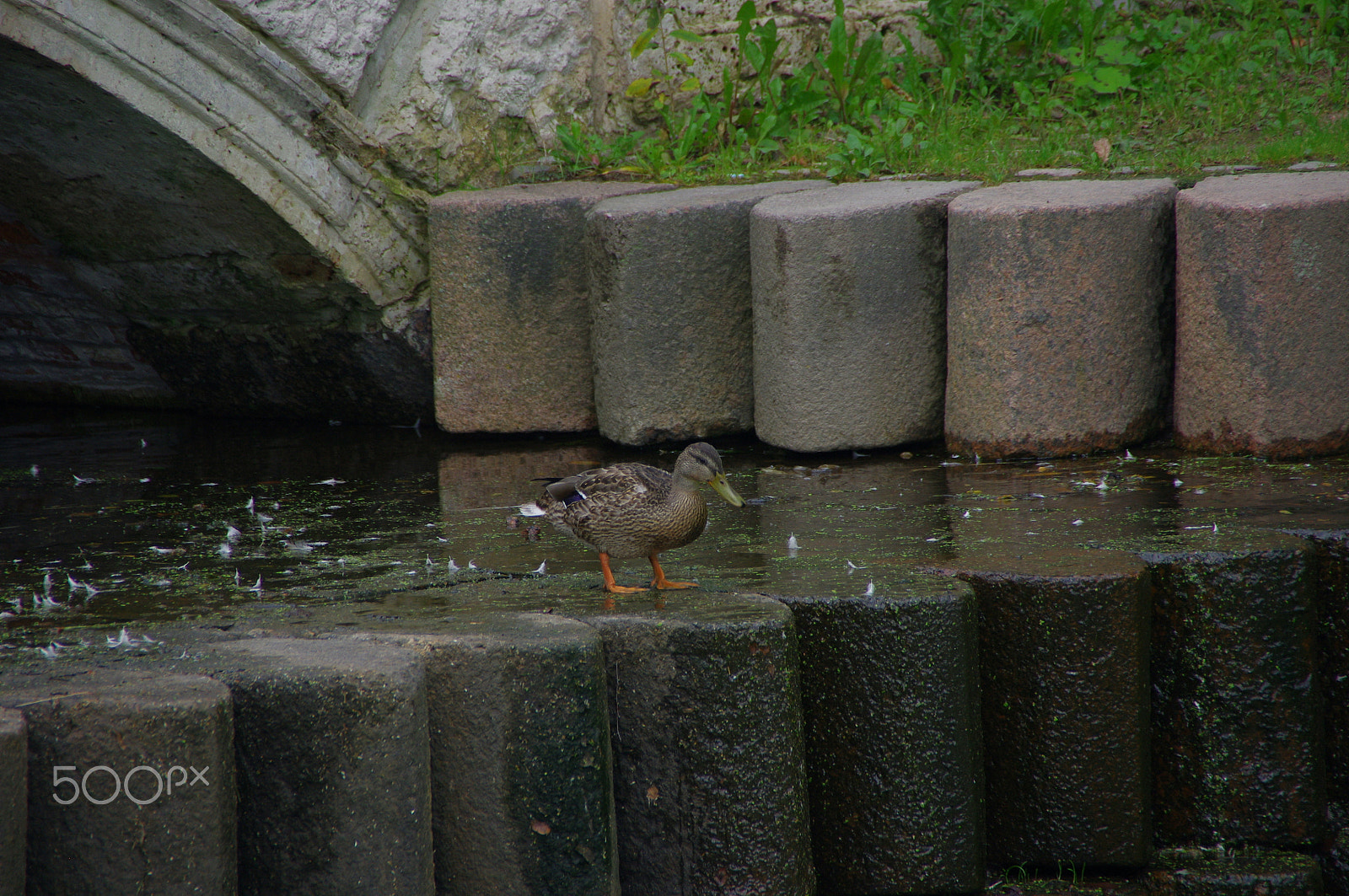 Pentax K-x sample photo. Duck 3 photography