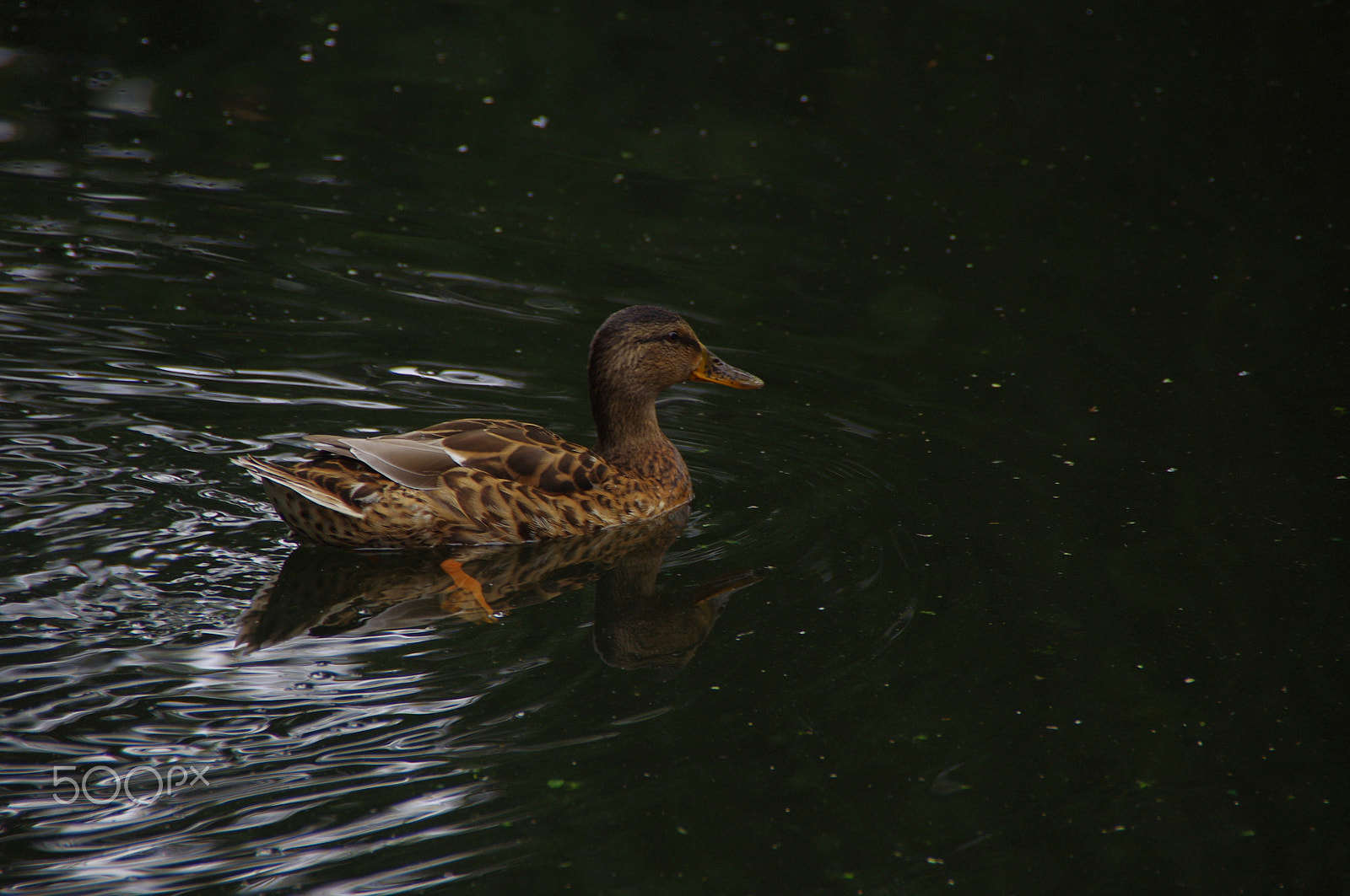 Pentax K-x sample photo. Duck 2 photography