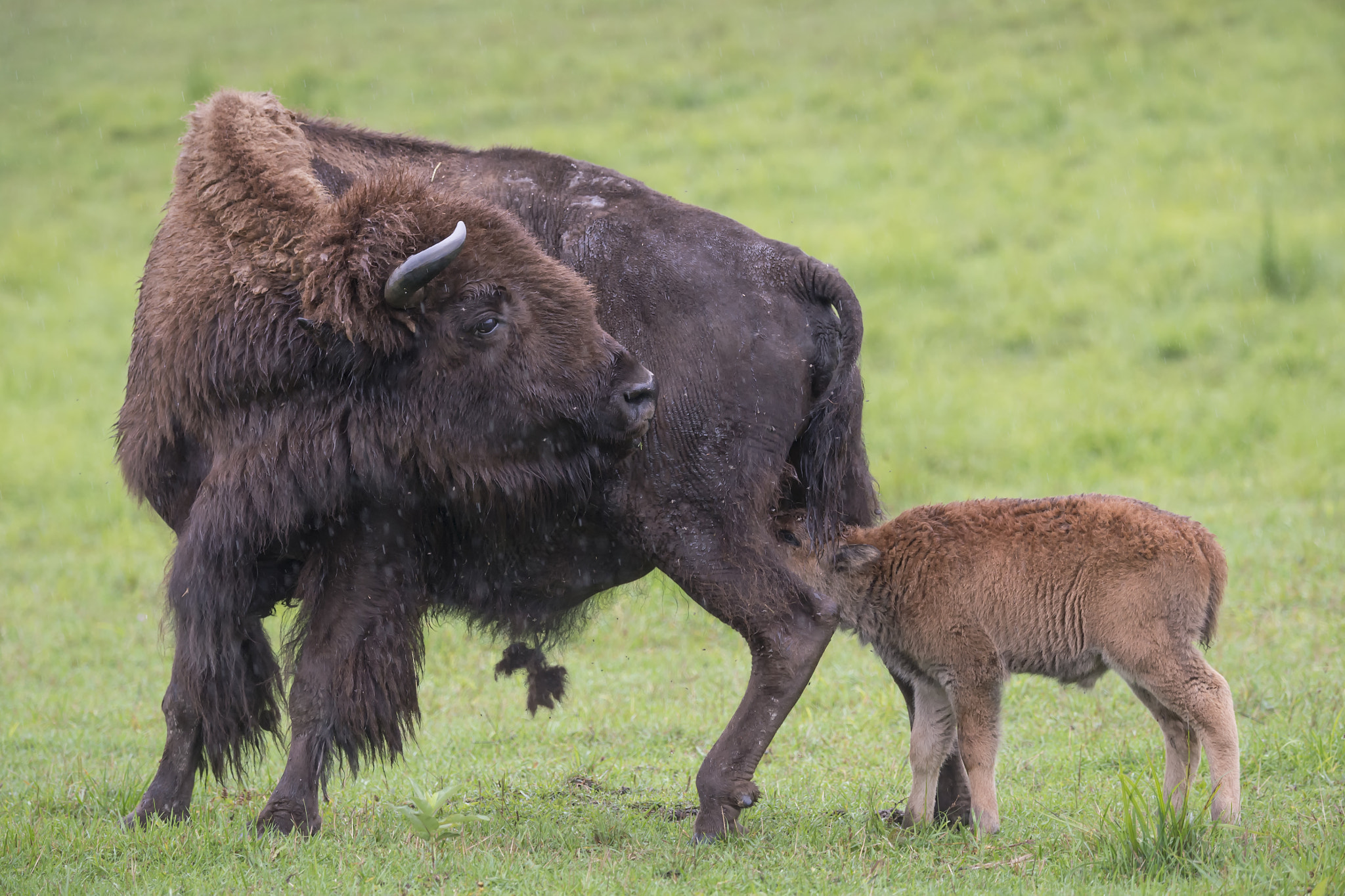 Nikon D4 sample photo. Bison feeding station... photography