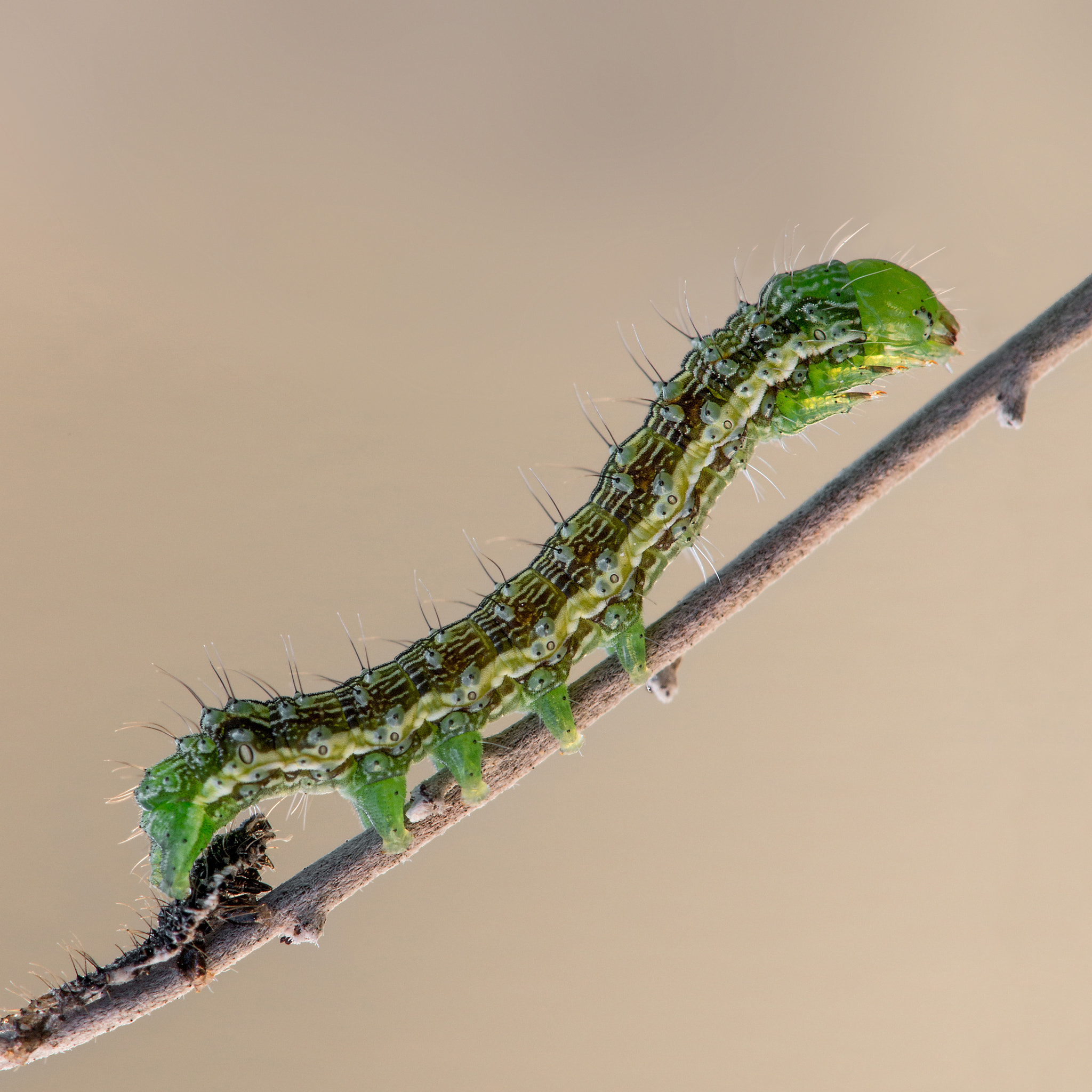 Sigma APO Macro 150mm f/2.8 EX DG HSM sample photo. La ramita photography