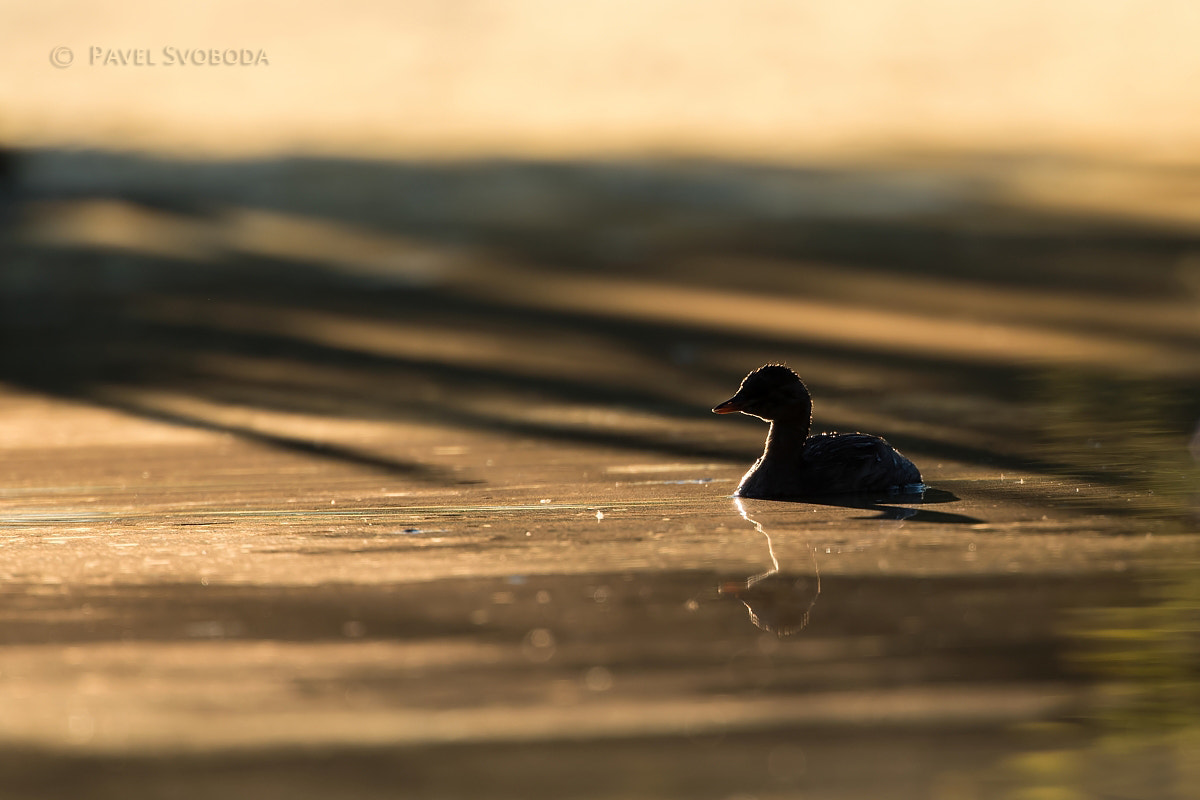 Nikon AF-S Nikkor 400mm F2.8E FL ED VR sample photo. Little grebe photography