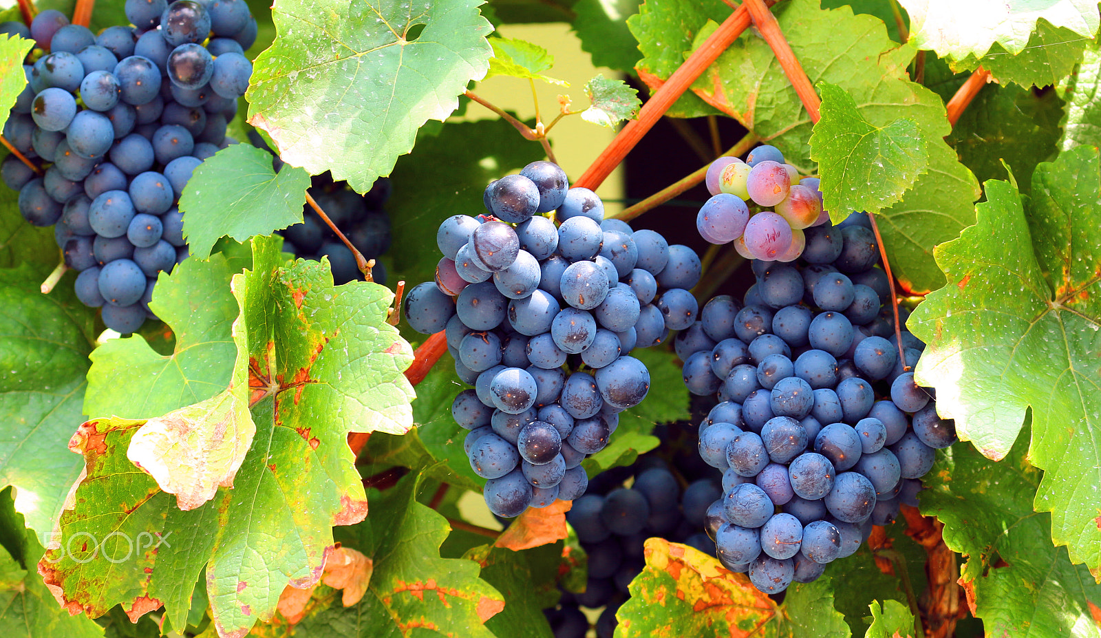 Canon EOS 700D (EOS Rebel T5i / EOS Kiss X7i) + Canon EF 70-300mm F4-5.6L IS USM sample photo. Grapes (blauer zweigelt) and autumn photography