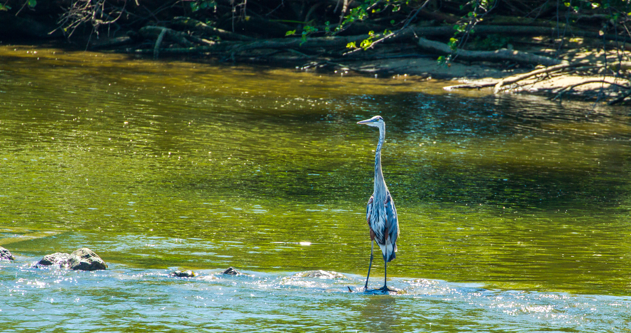 Canon EF 70-300mm F4-5.6L IS USM sample photo. Standing alone in roundout creek photography