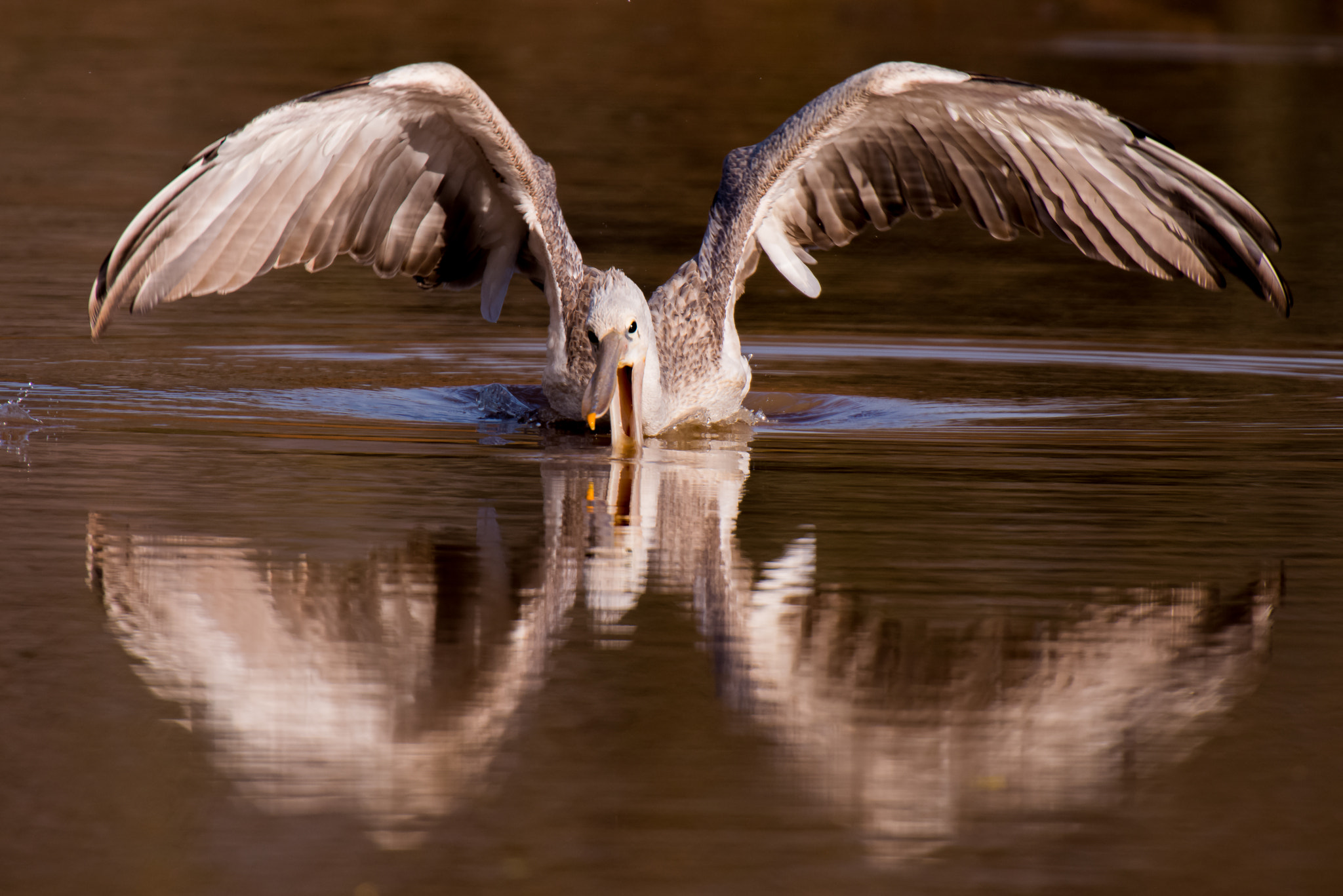 Nikon AF-S Nikkor 500mm F4D ED-IF II sample photo. Pink-backed pelican photography