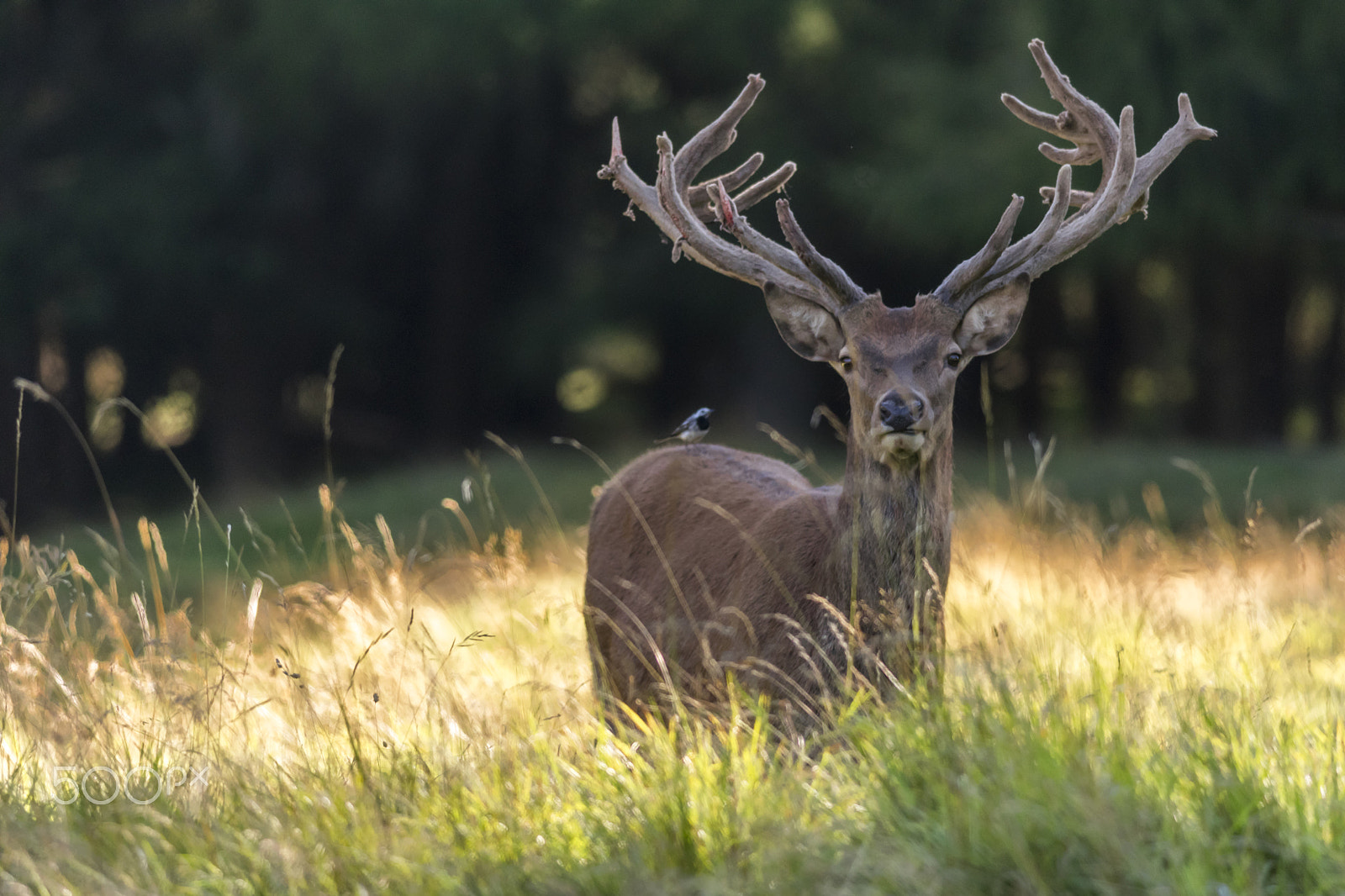 Nikon D5300 + Nikon AF-S Nikkor 300mm F4D ED-IF sample photo. Heavy horns photography