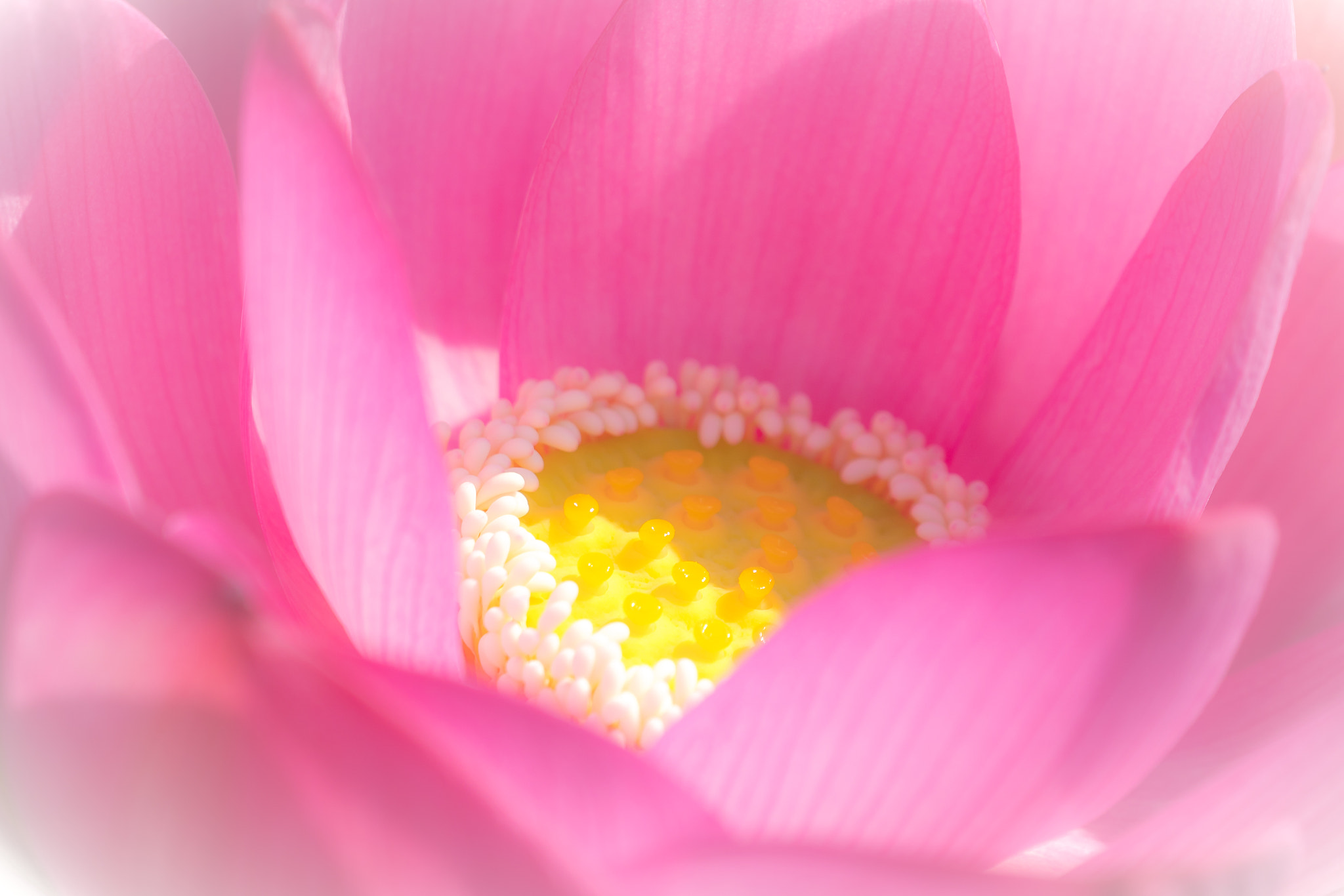 Sony FE 70-300mm F4.5-5.6 G OSS sample photo. Softly photography