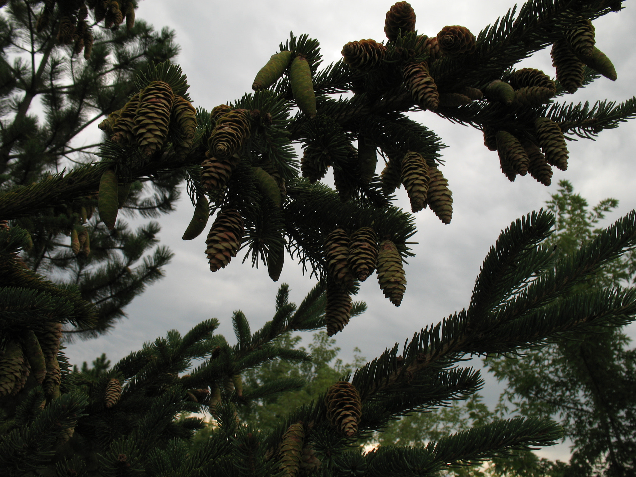 Canon POWERSHOT A630 sample photo. Spruce cones. photography