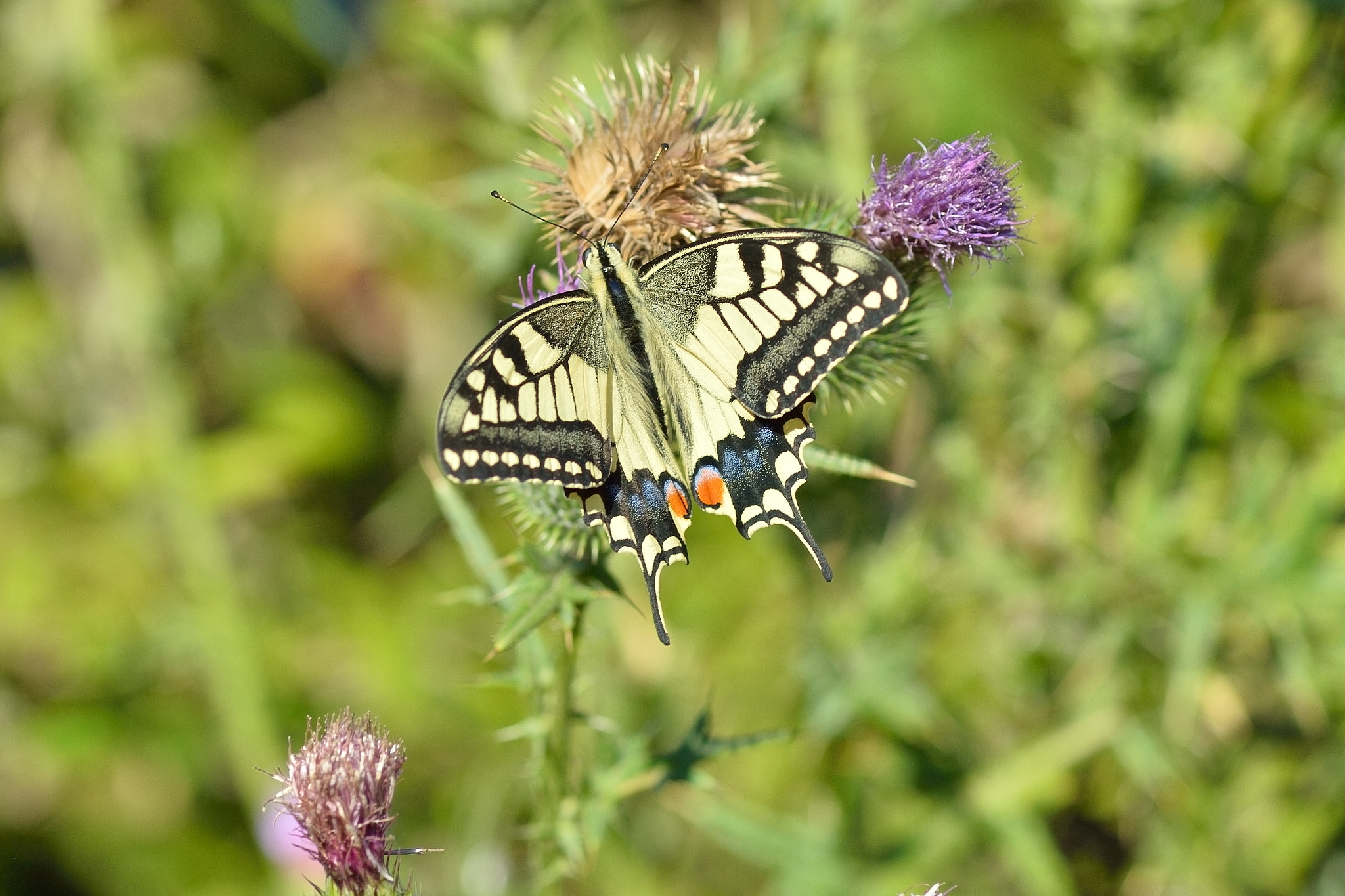 Nikon D3200 sample photo. Papilio machaon photography