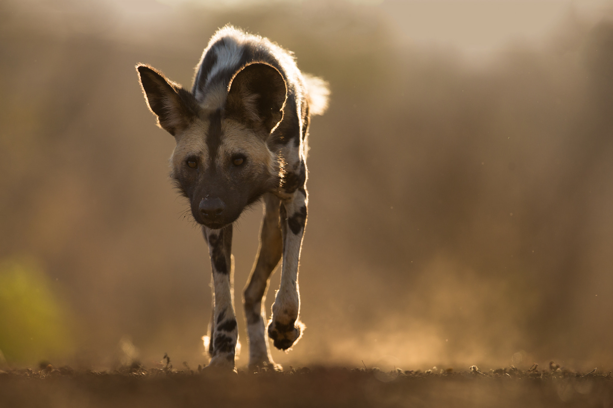 Canon EF 300mm F2.8L IS II USM sample photo. African wild dog photography