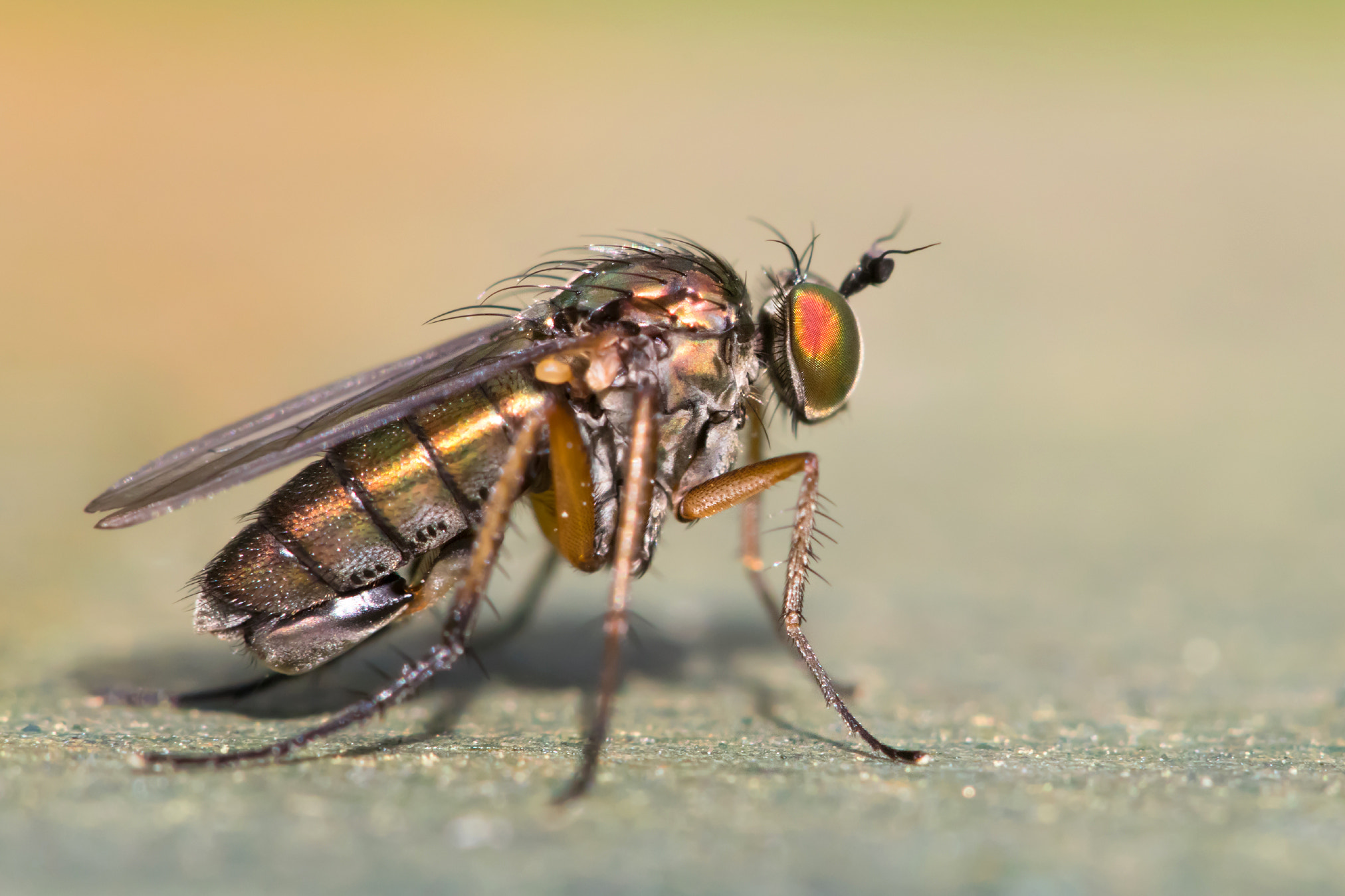 Canon EF 100mm F2.8 Macro USM sample photo. Colorful fly photography
