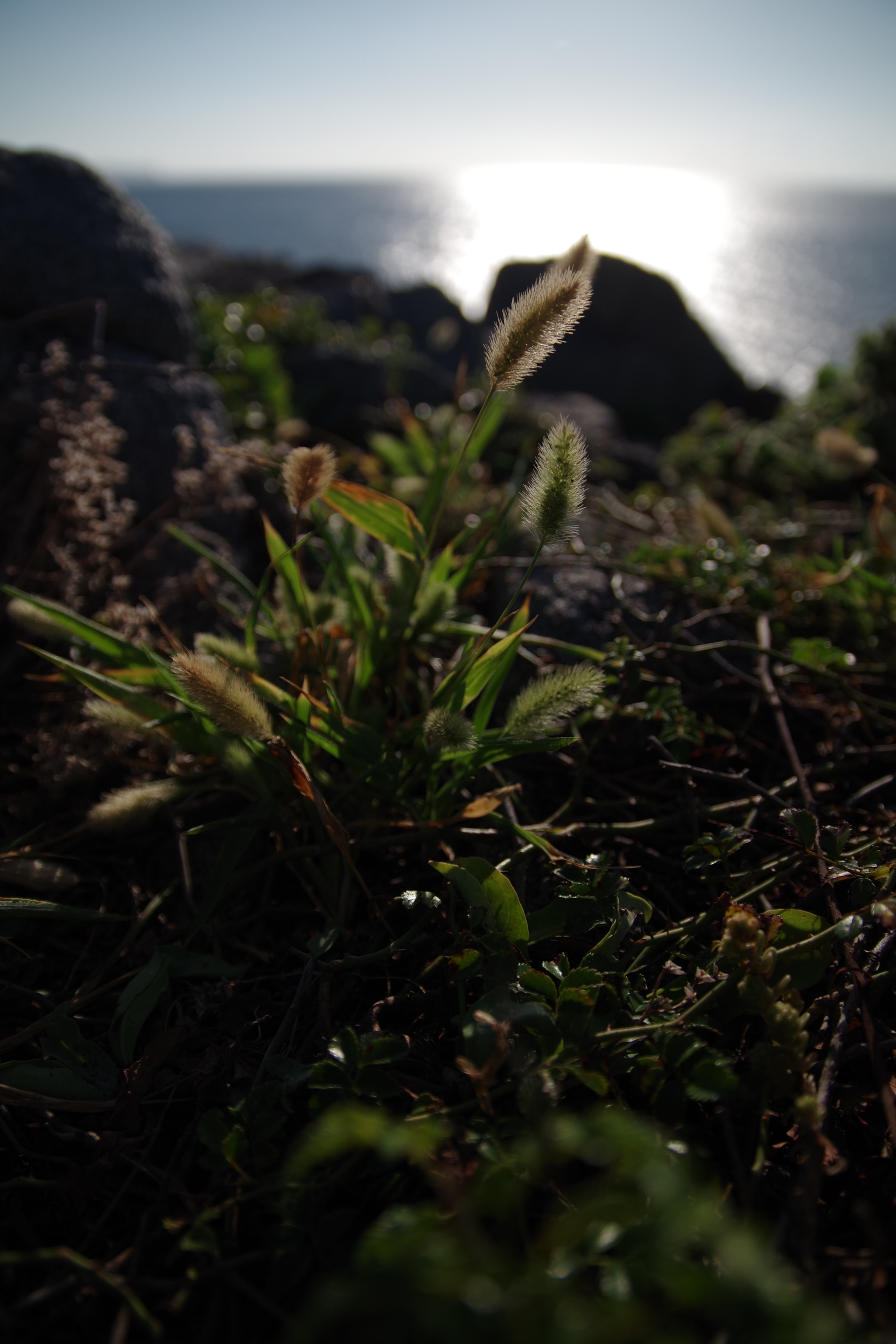 Sigma 17-70mm F2.8-4 DC Macro HSM | C sample photo. Foxtails photography