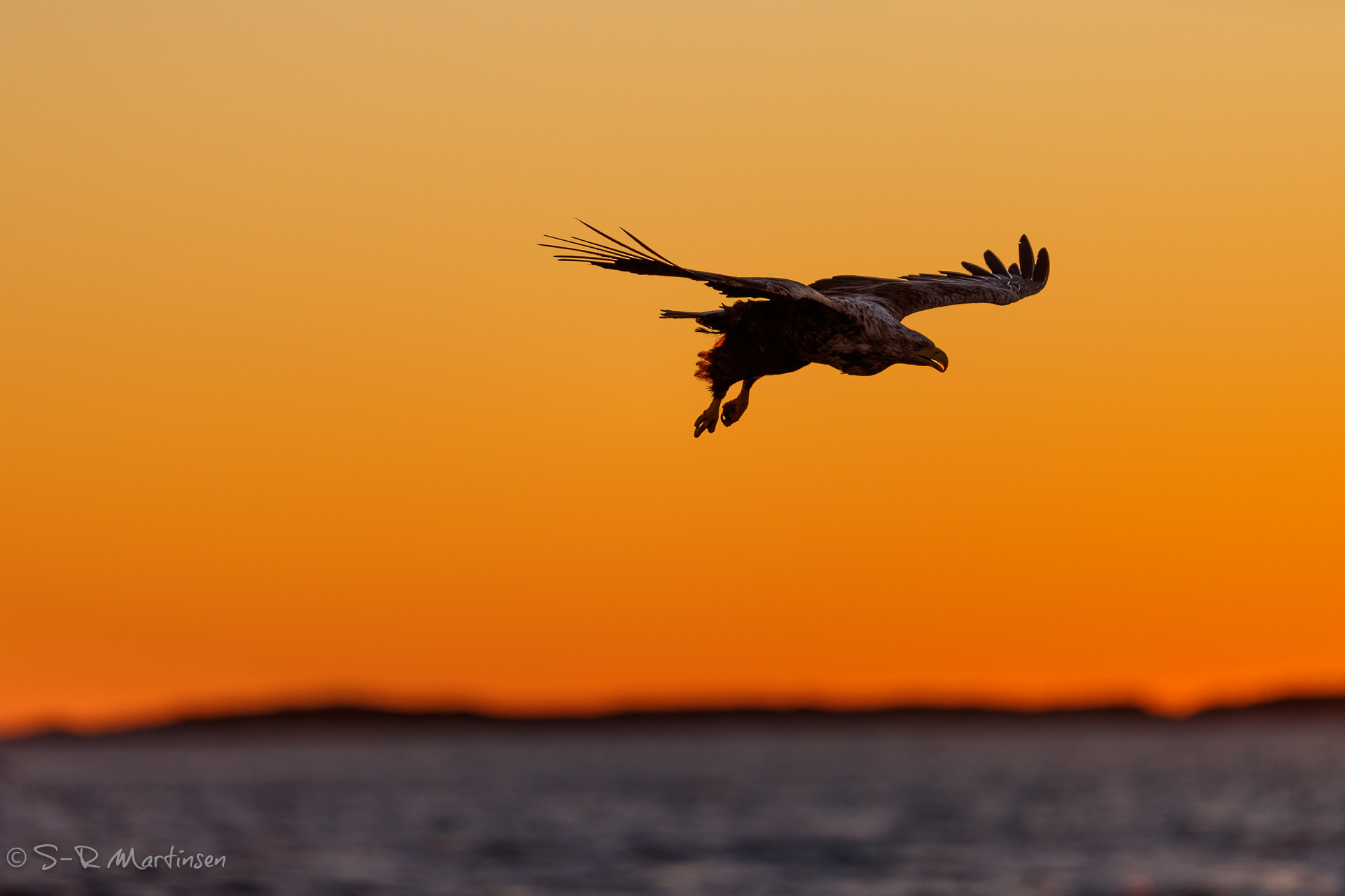 Canon EF 300mm F2.8L IS USM sample photo. White-tailed eagle photography