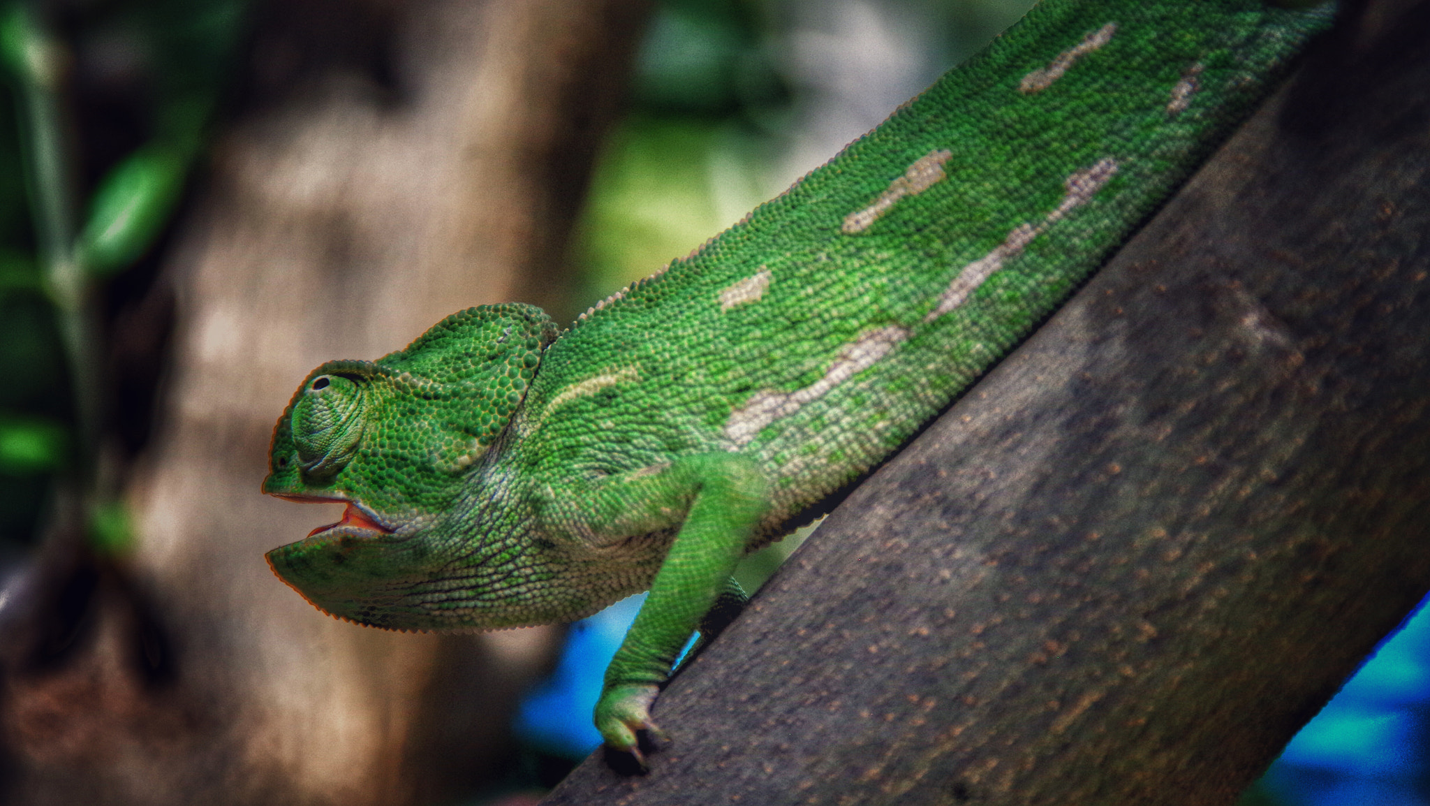 Pentax K-01 sample photo. Chamaeleonidae photography