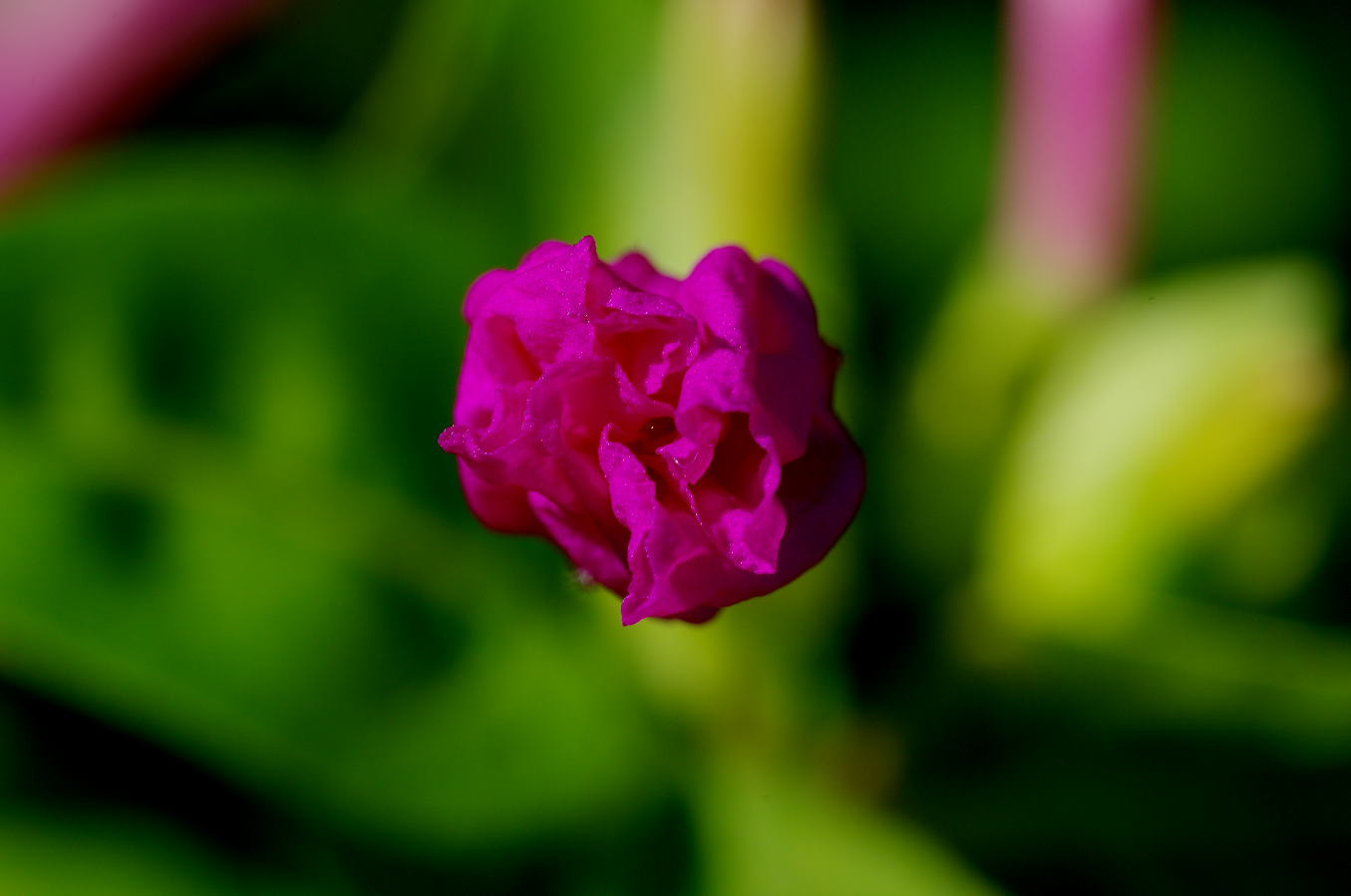 Pentax K-50 + Pentax smc D-FA 100mm F2.8 Macro WR sample photo. Purple photography