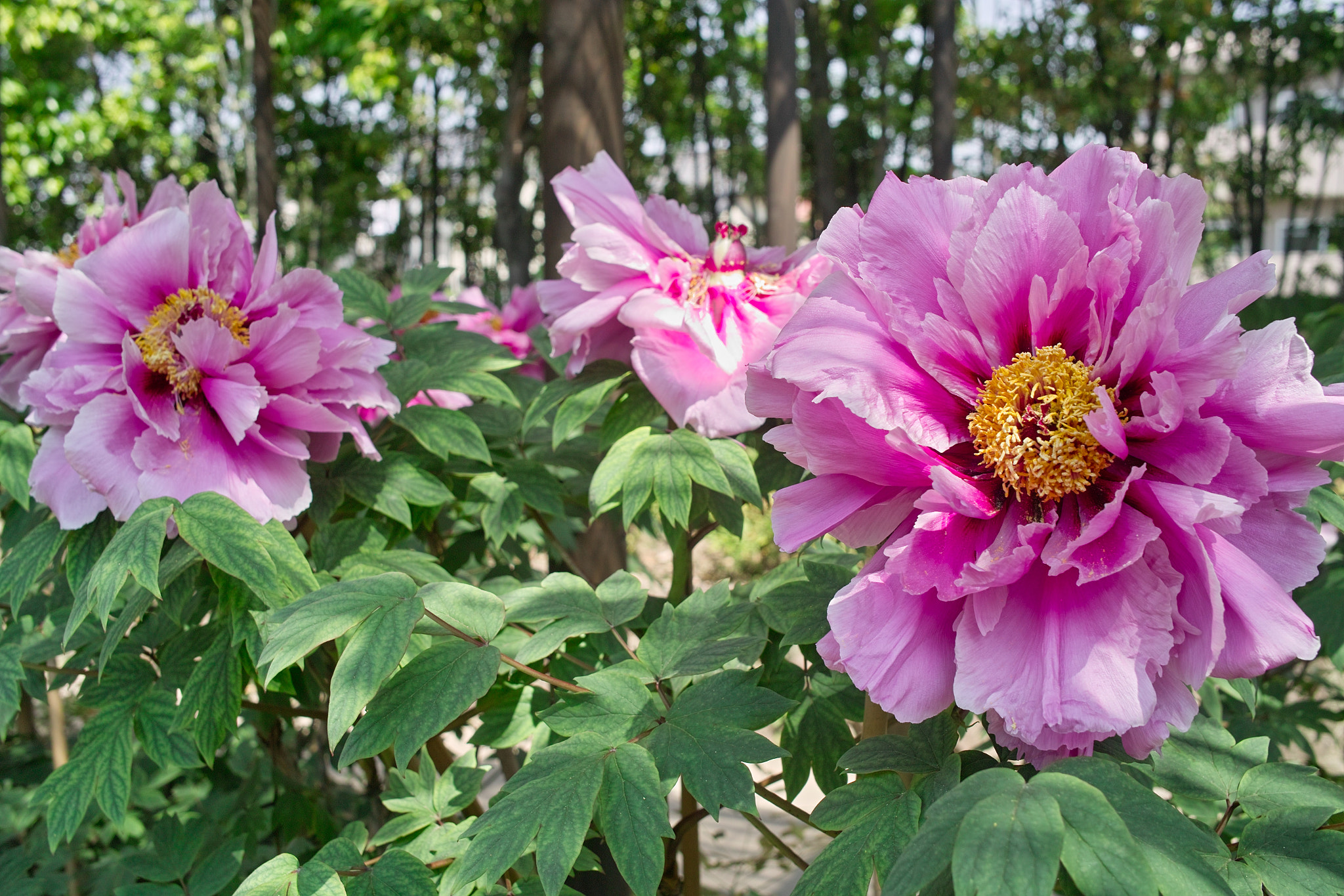 Sigma DP2x sample photo. Peony garden photography