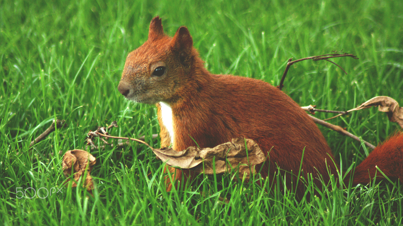 Canon EOS 450D (EOS Rebel XSi / EOS Kiss X2) sample photo. Squirrel. photography