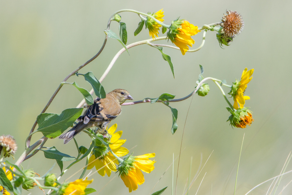 Canon EF 200-400mm F4L IS USM Extender 1.4x sample photo. American goldfinch photography